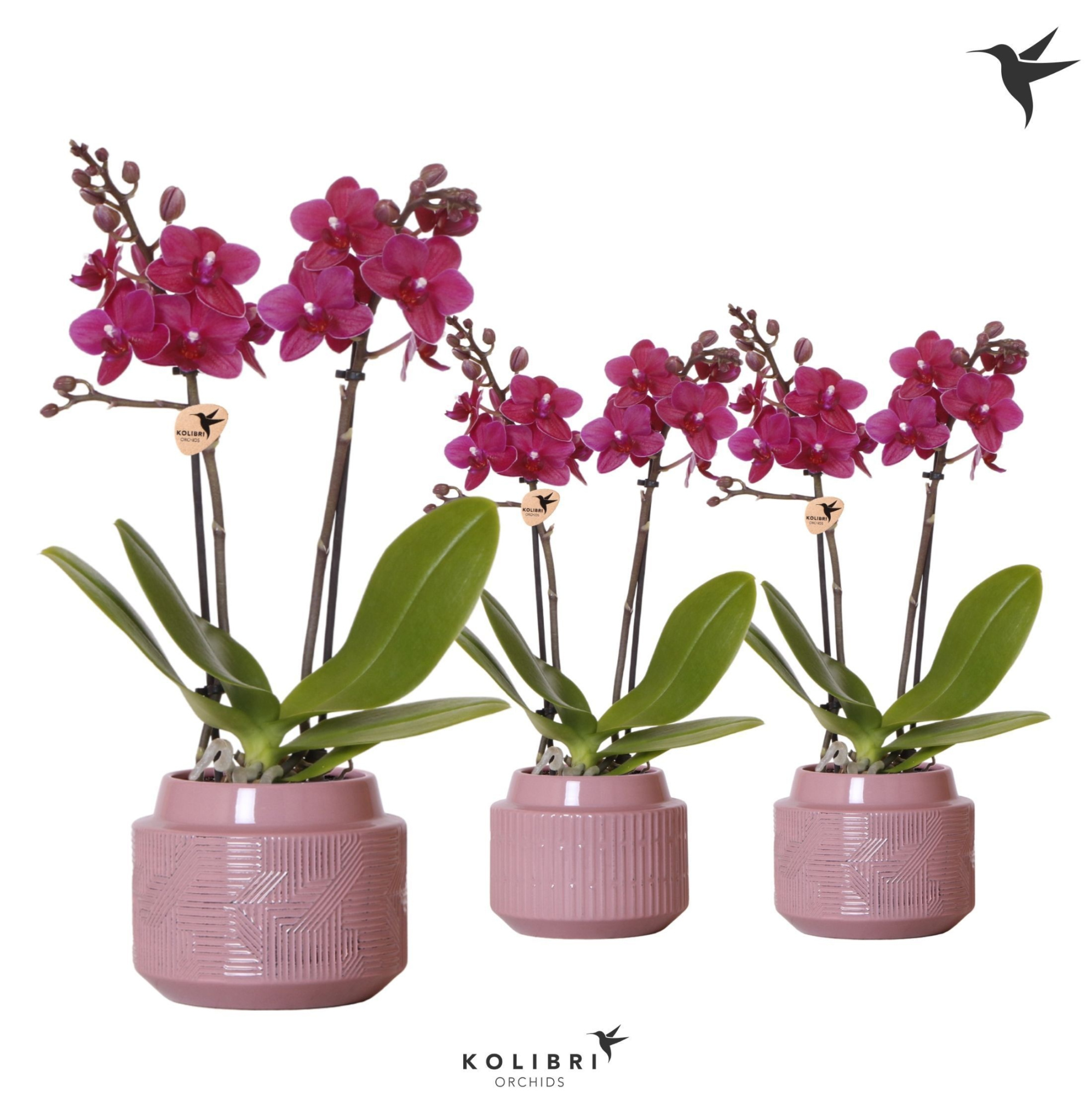 Kolibri Orchids Phalaenopsis violet 2 spike in Maze pot purple, D 9