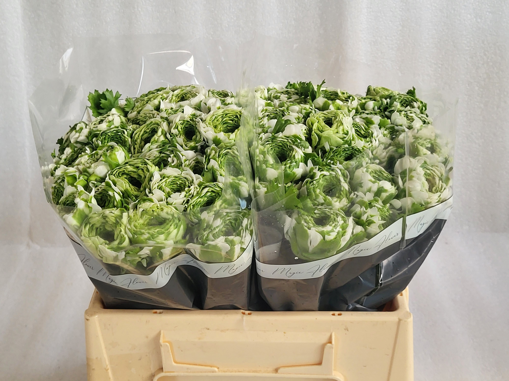 Ранункулус Пон Пон Иглу 35, шт.