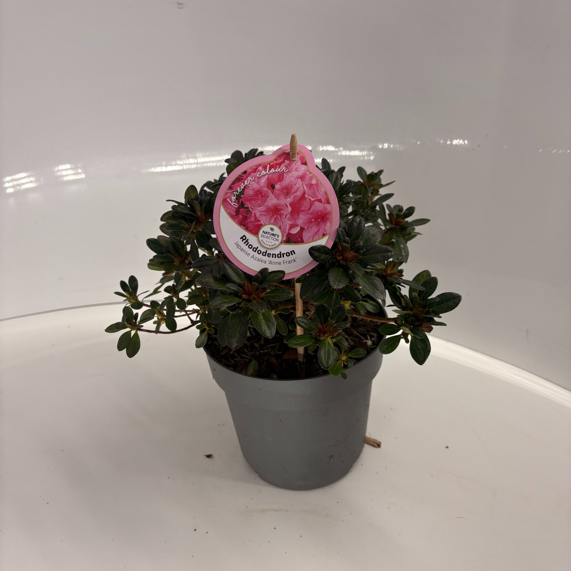 Rhododendron 'Anne Frank', D 17