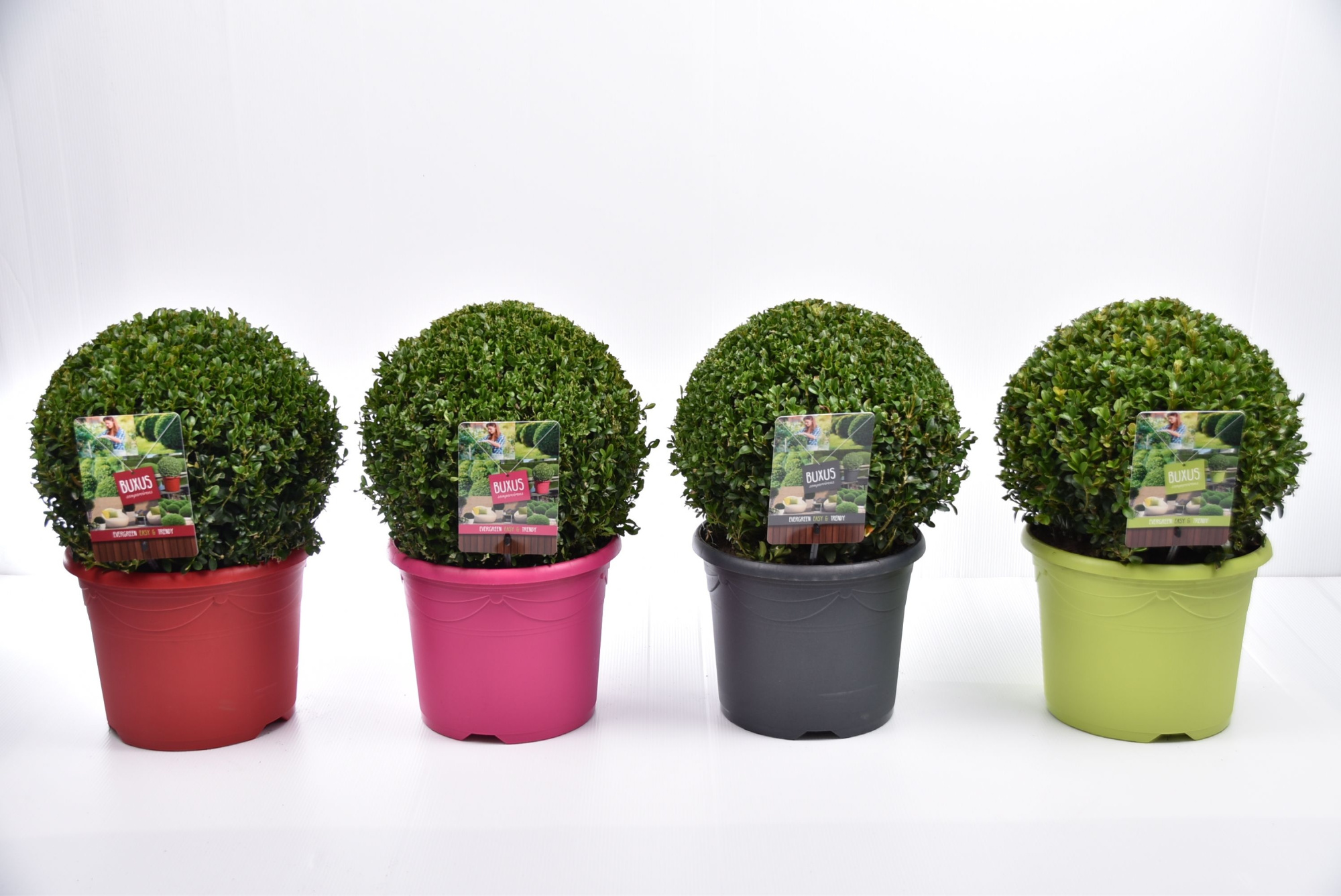 Buxus sempervirens  color pot Ø 30-35 cm, D 26 cm