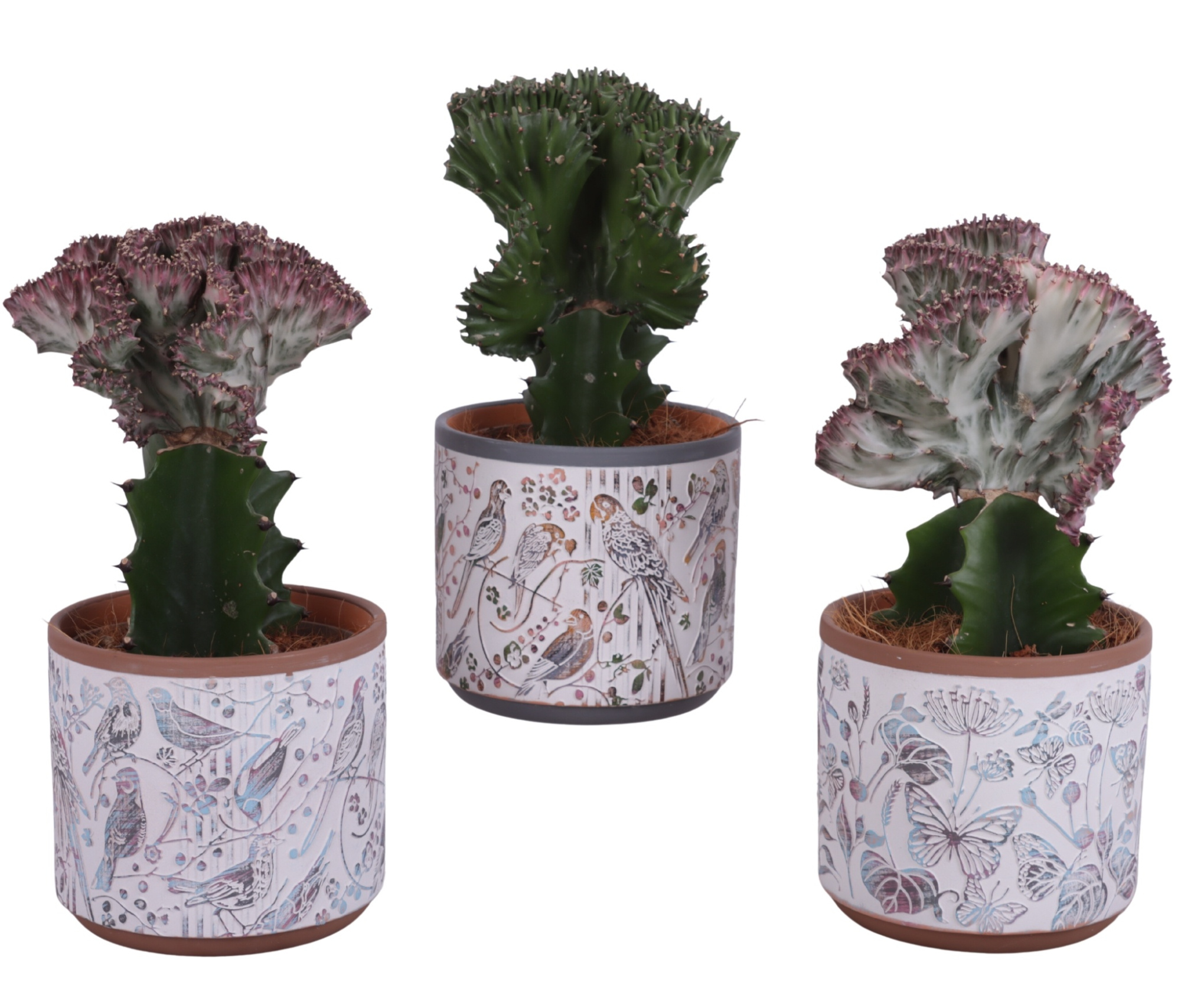 Cactus mix Euphorbia l. Ø12cm in Ø14cm Ceramic Pot Forest, D 14