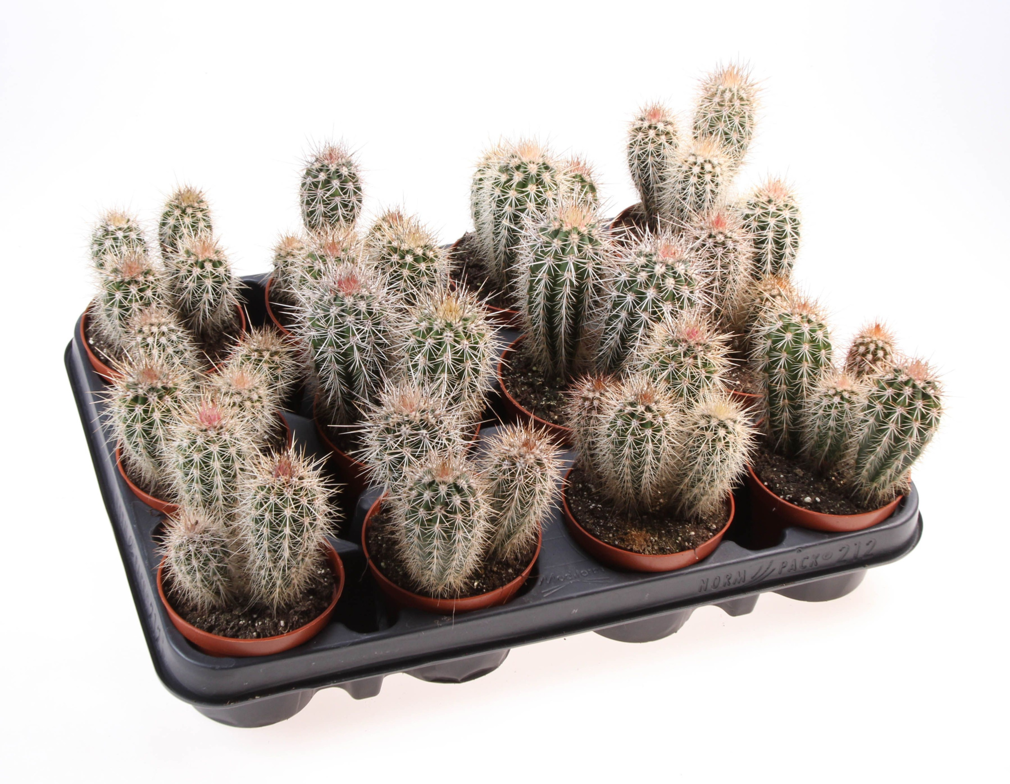 Pachycereus pringly, D 8,5