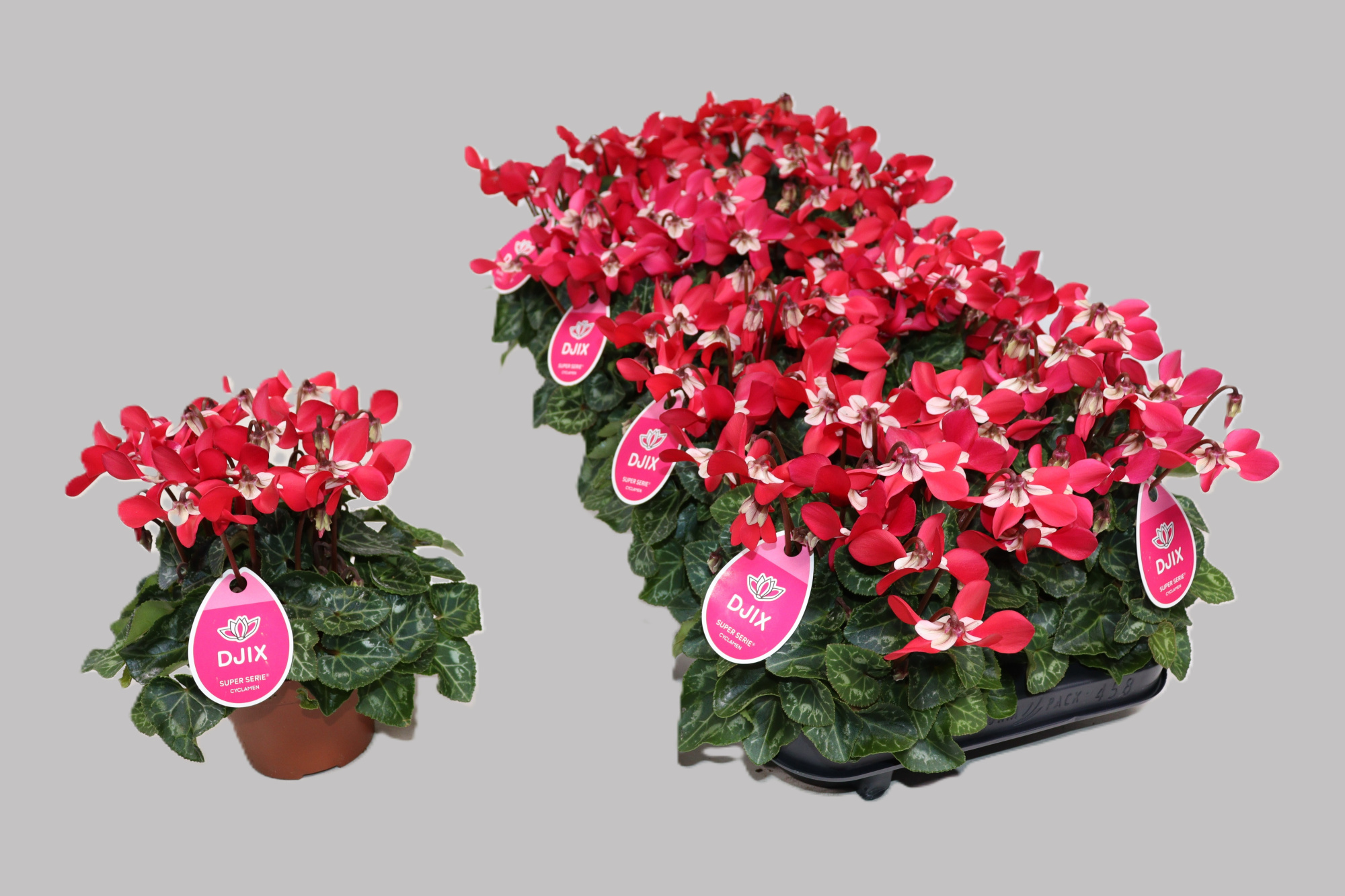 Cyclamen Djix rood, D 10,5 cm