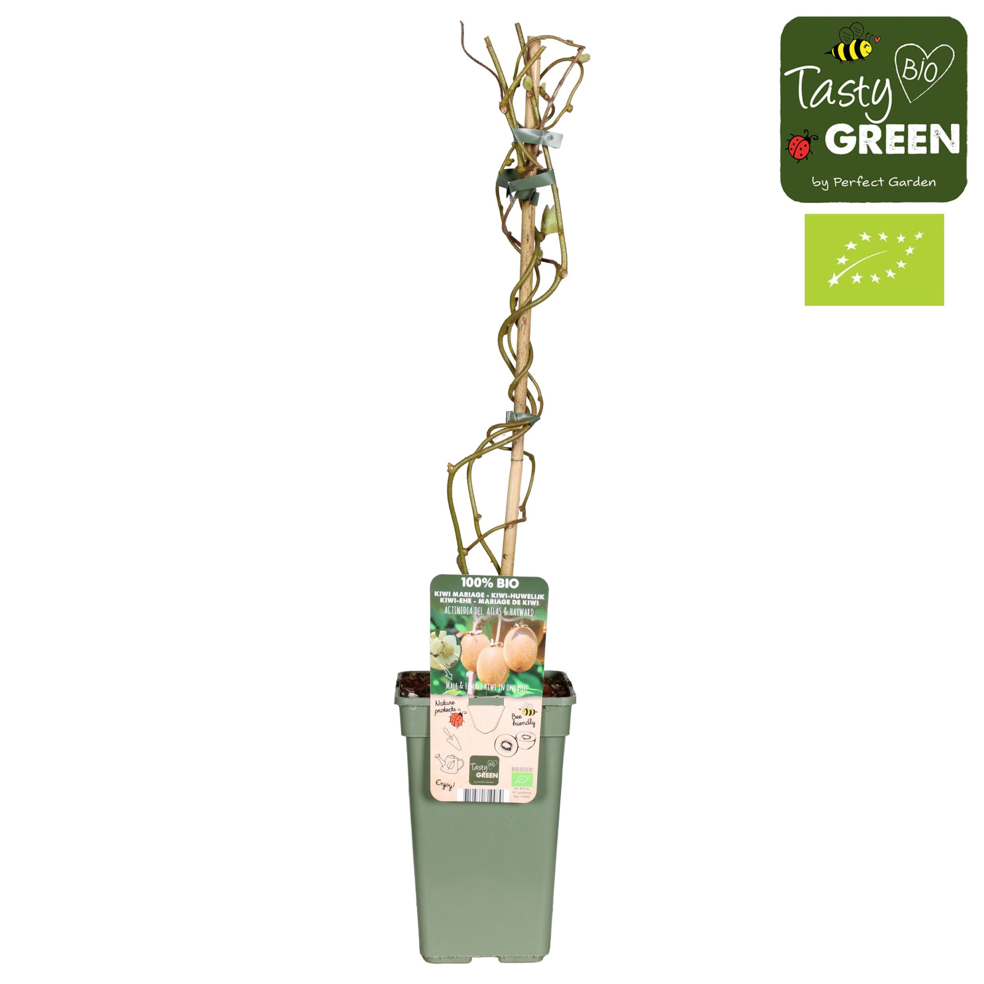 Actinidia Kiwi-huwelijk Bio P19, D 19