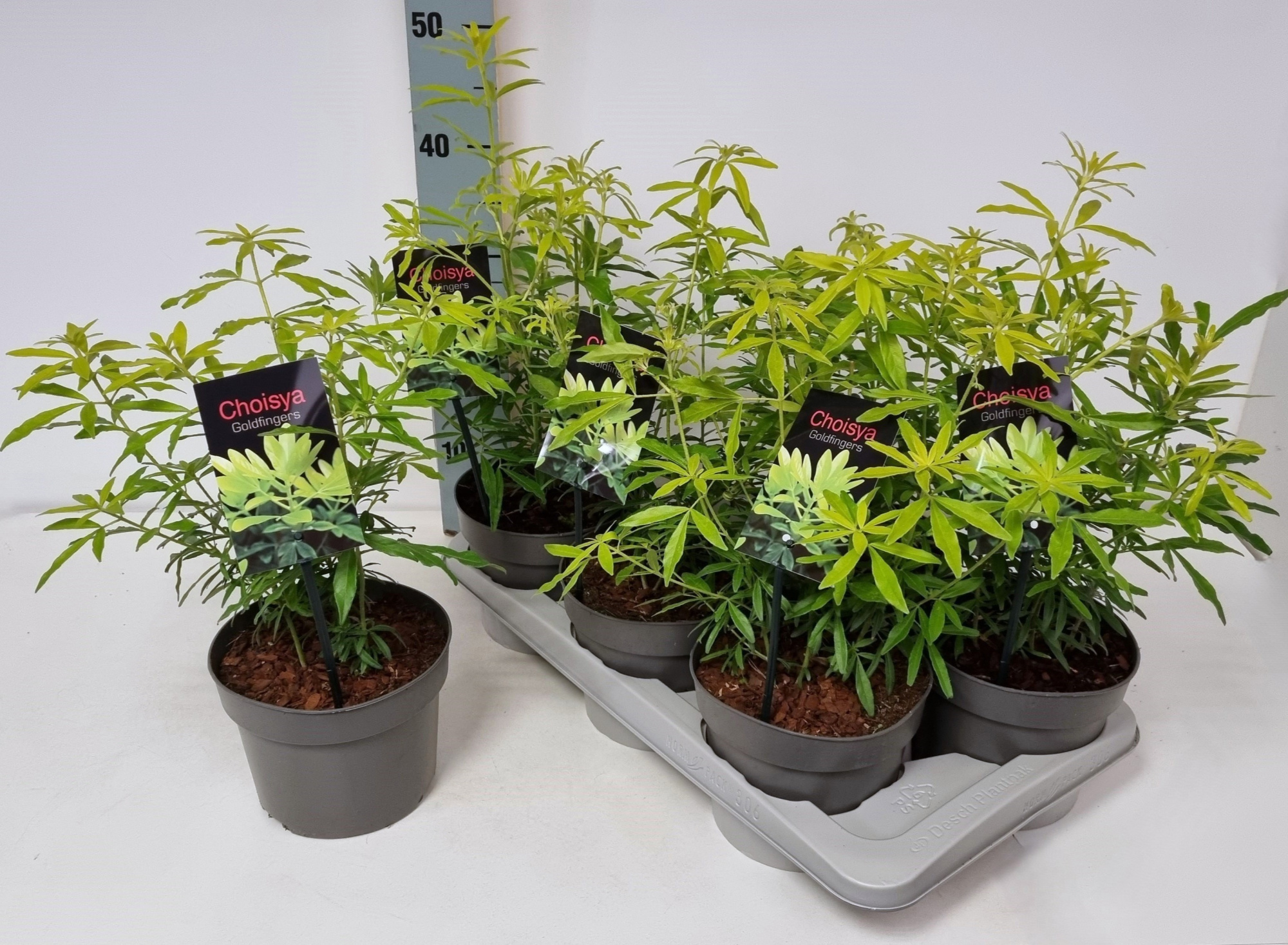 Choisya ternata 'Goldfingers' P17, D 17