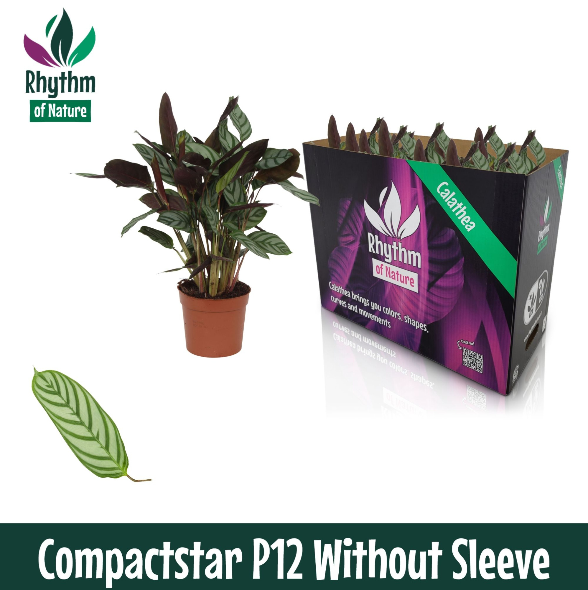 Calathea 12cm Compactstar Rhythm of Nature zonder hoes, D 12 cm