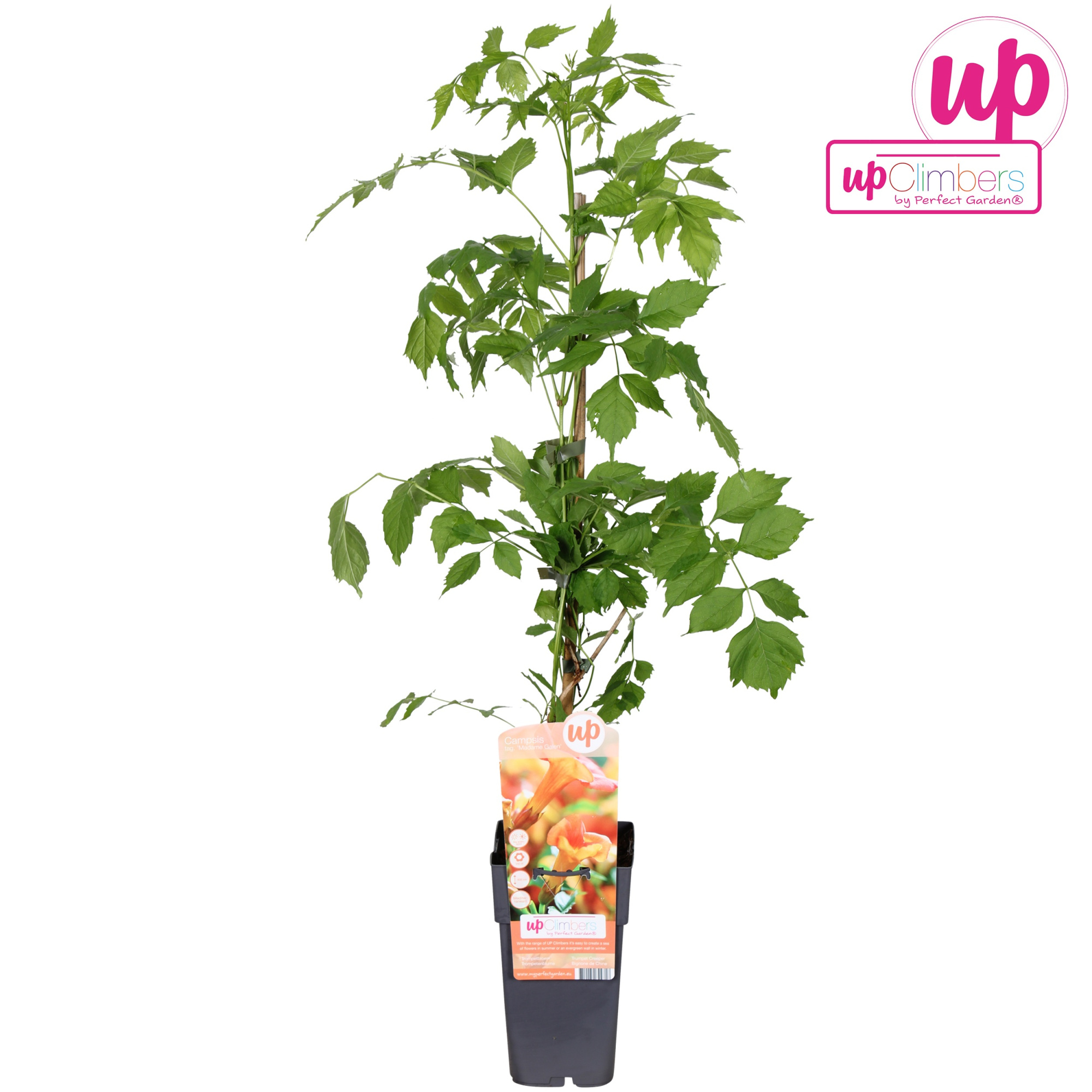 Campsis x tag Madame Galen (geënt) P15, D 15 cm