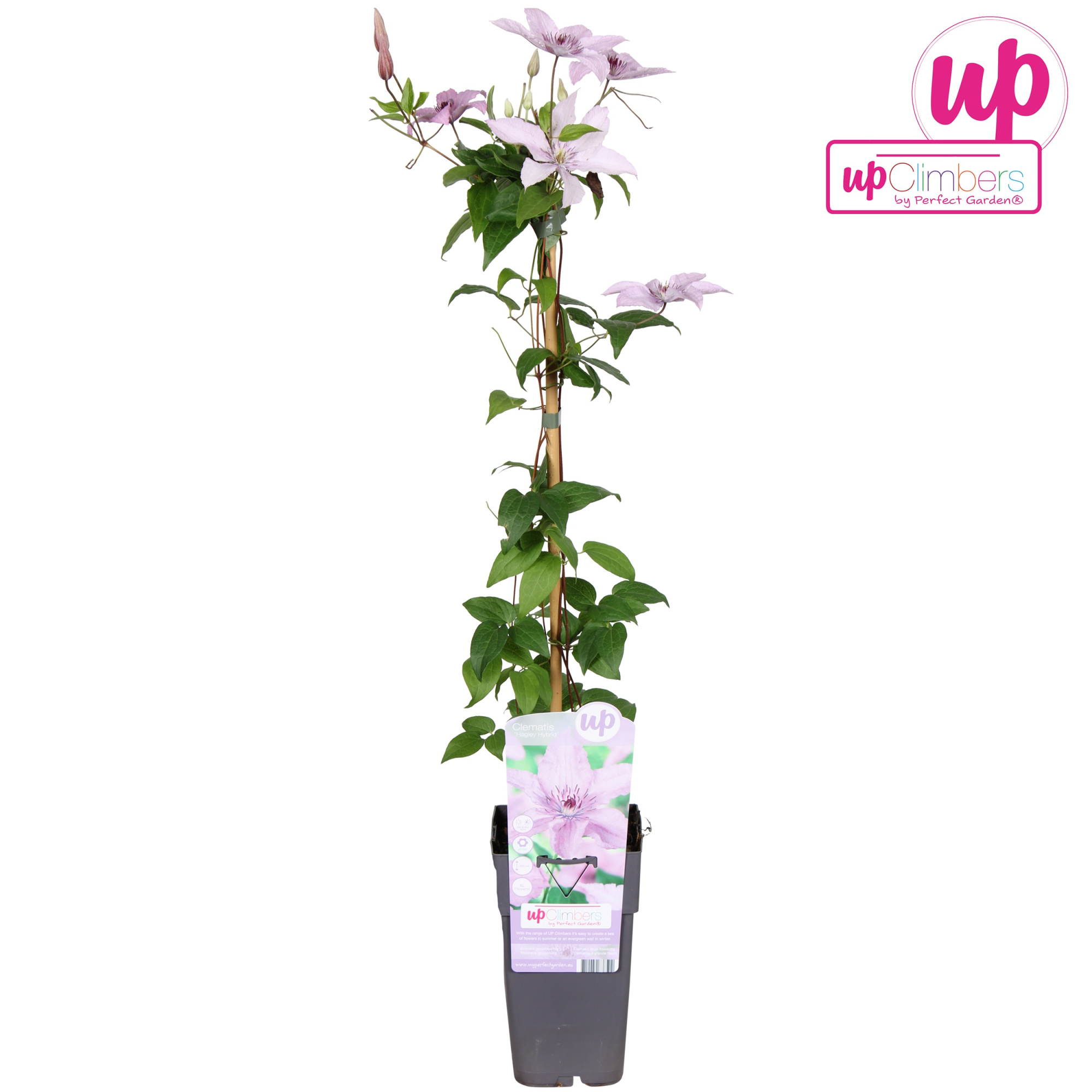 Clematis Hagley Hybrid P15, D 15 cm