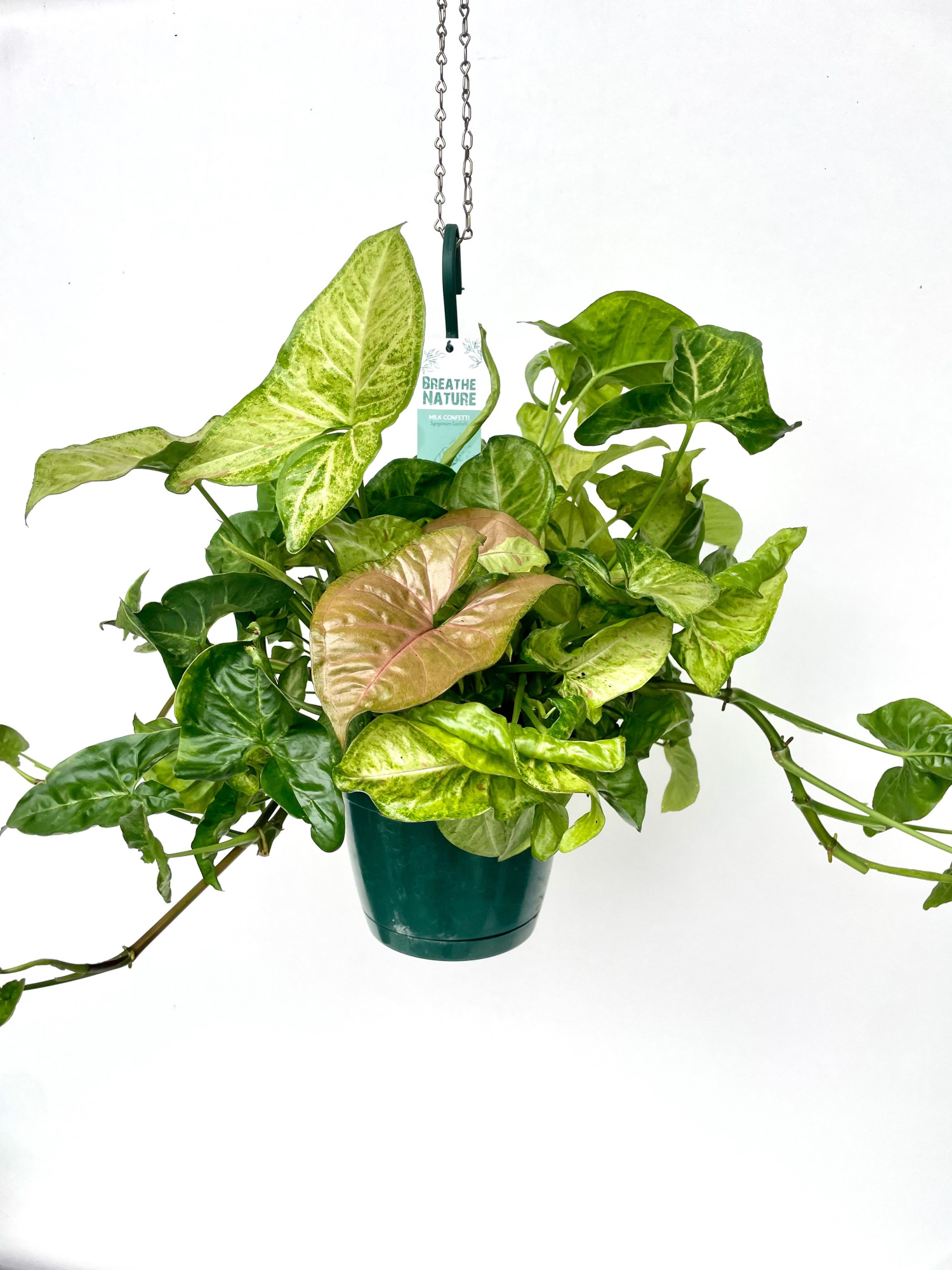 Syngonium Hangplant 18 cm, D 18