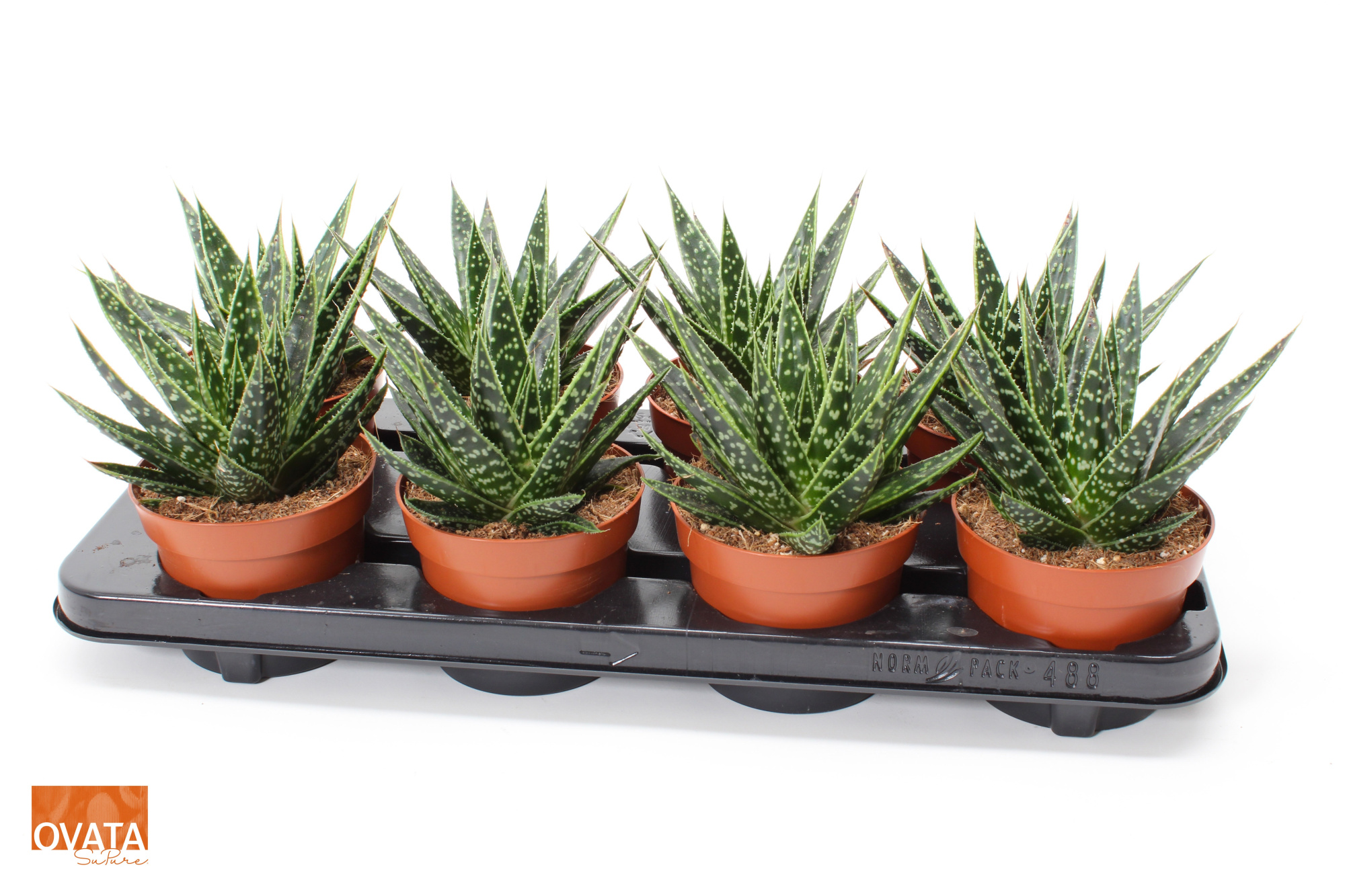 Gasteria tess 12 ROCKS, D 12 cm