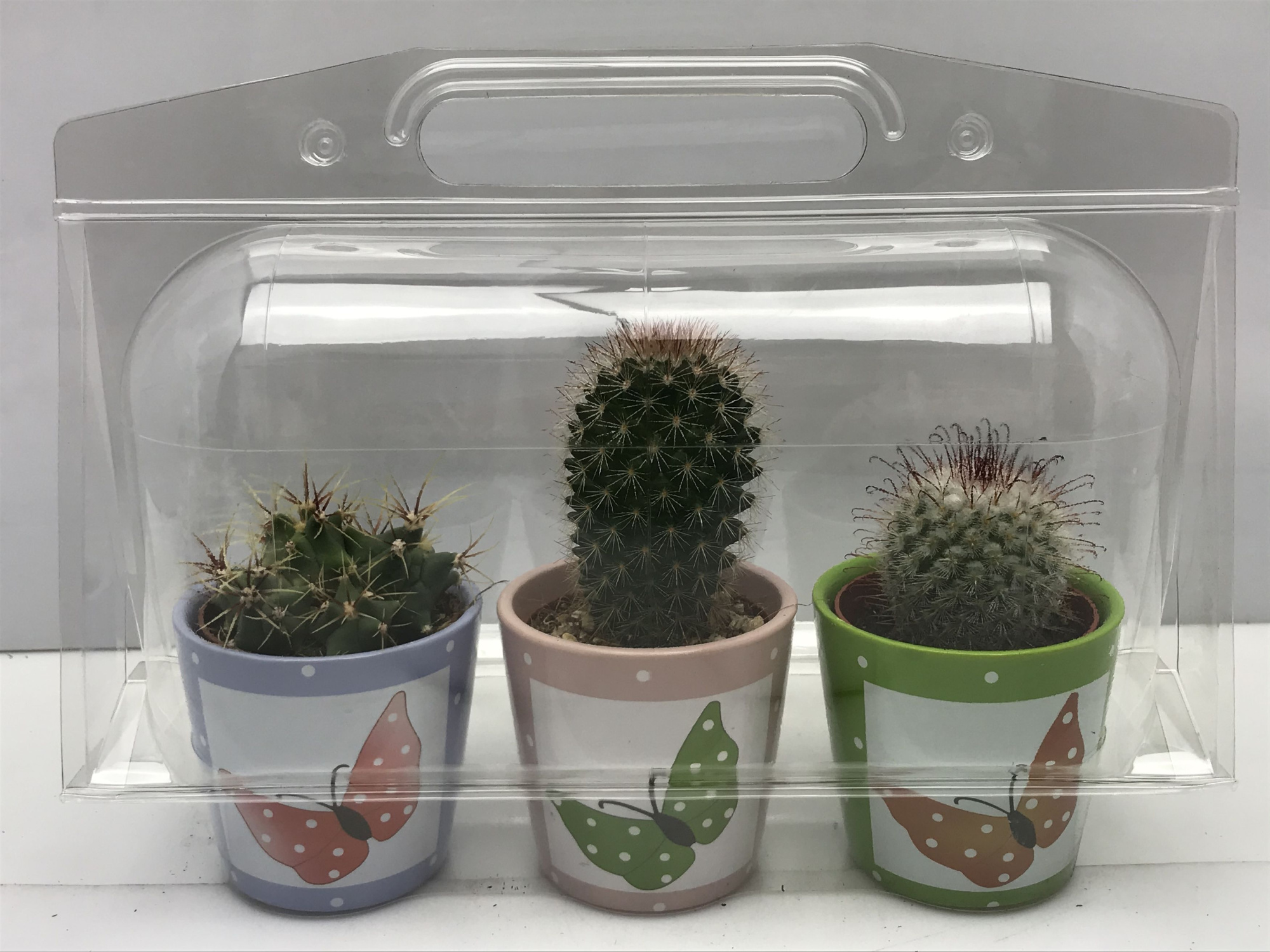 284 Trioblister butterflypot cac 6,5 cm, D 8