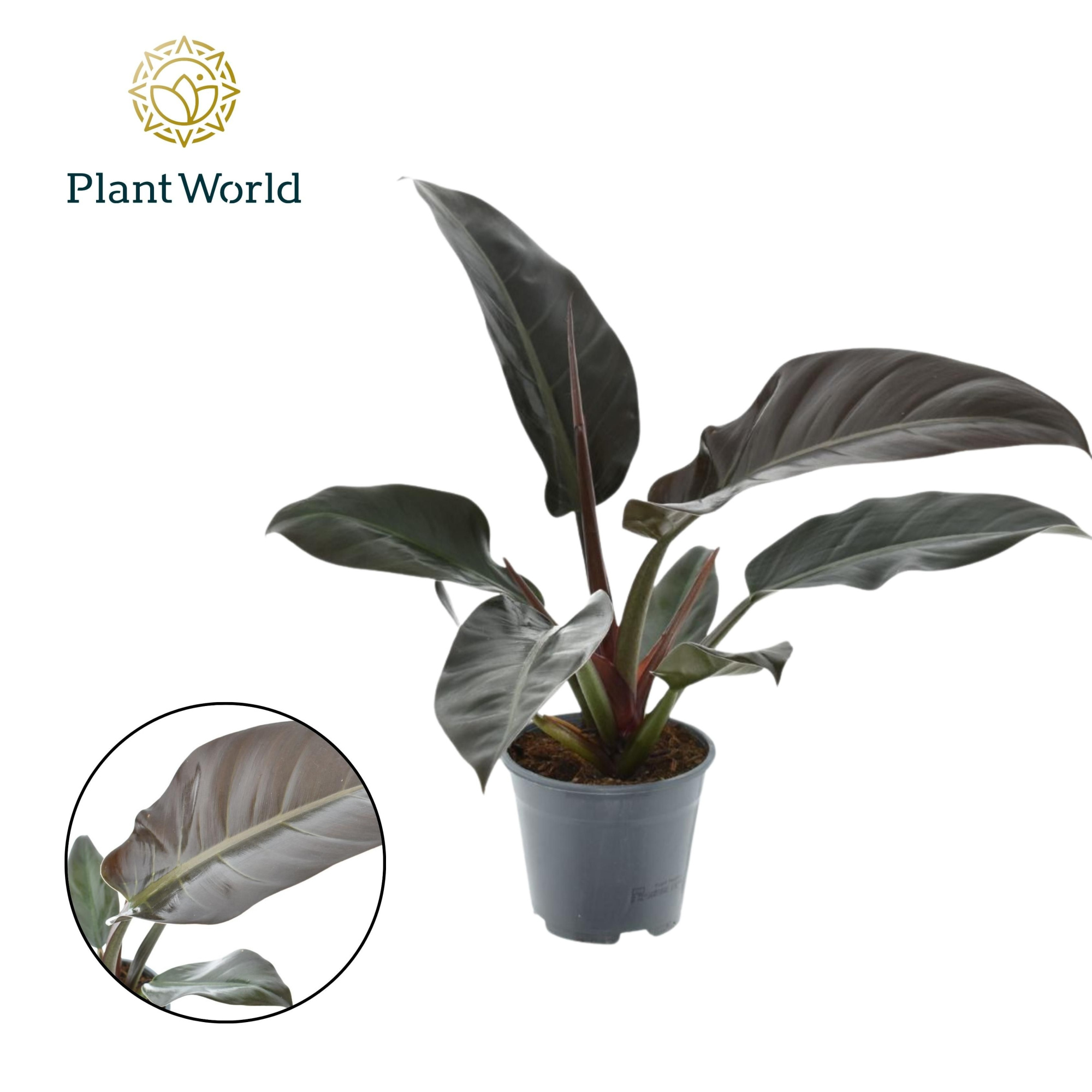 Philodendron Imperial Red, D 14 cm