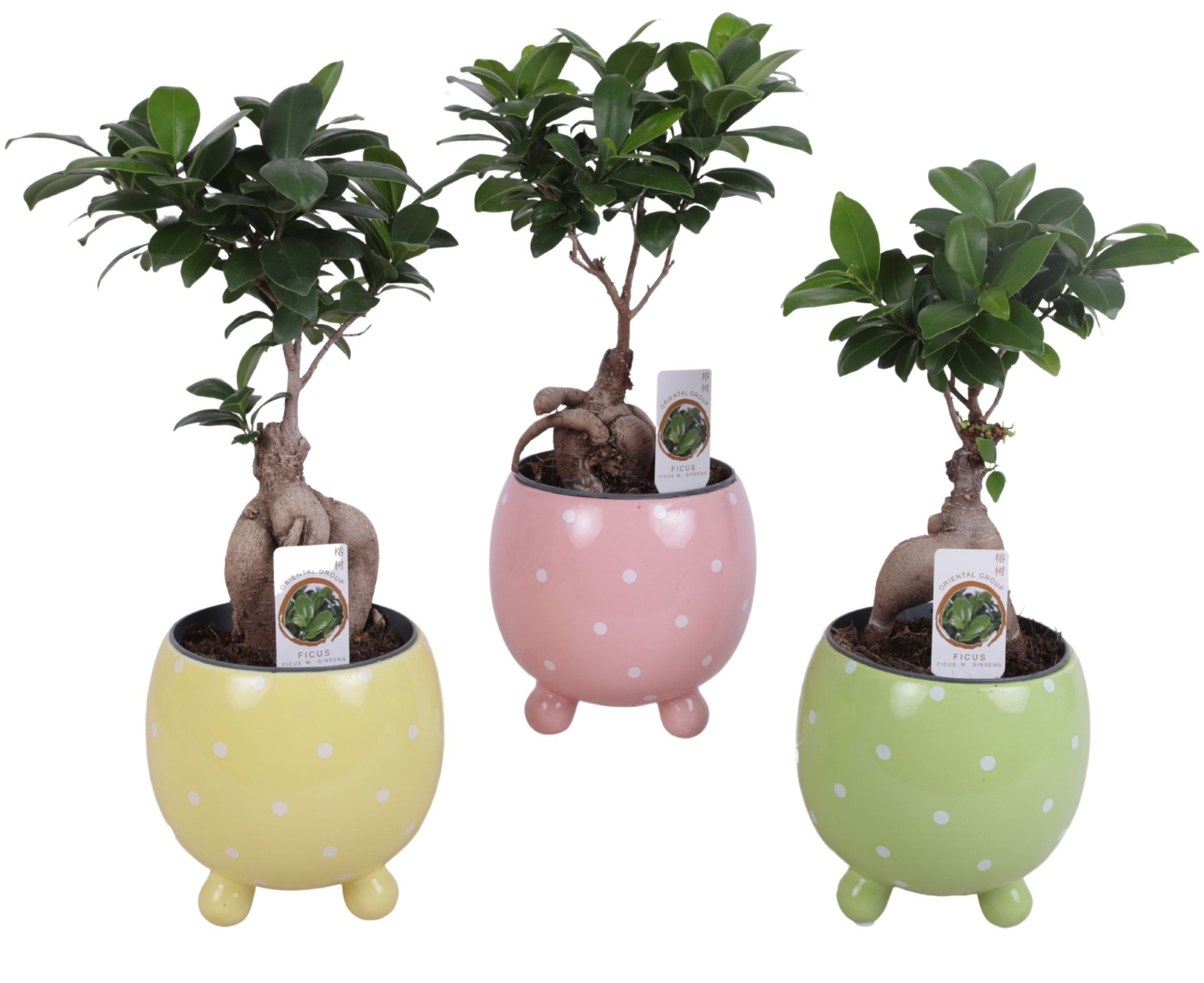 Ficus m. Ginseng Ball Shape Ø12cm in Ø14cm Ball Dots Pot, D 14 cm
