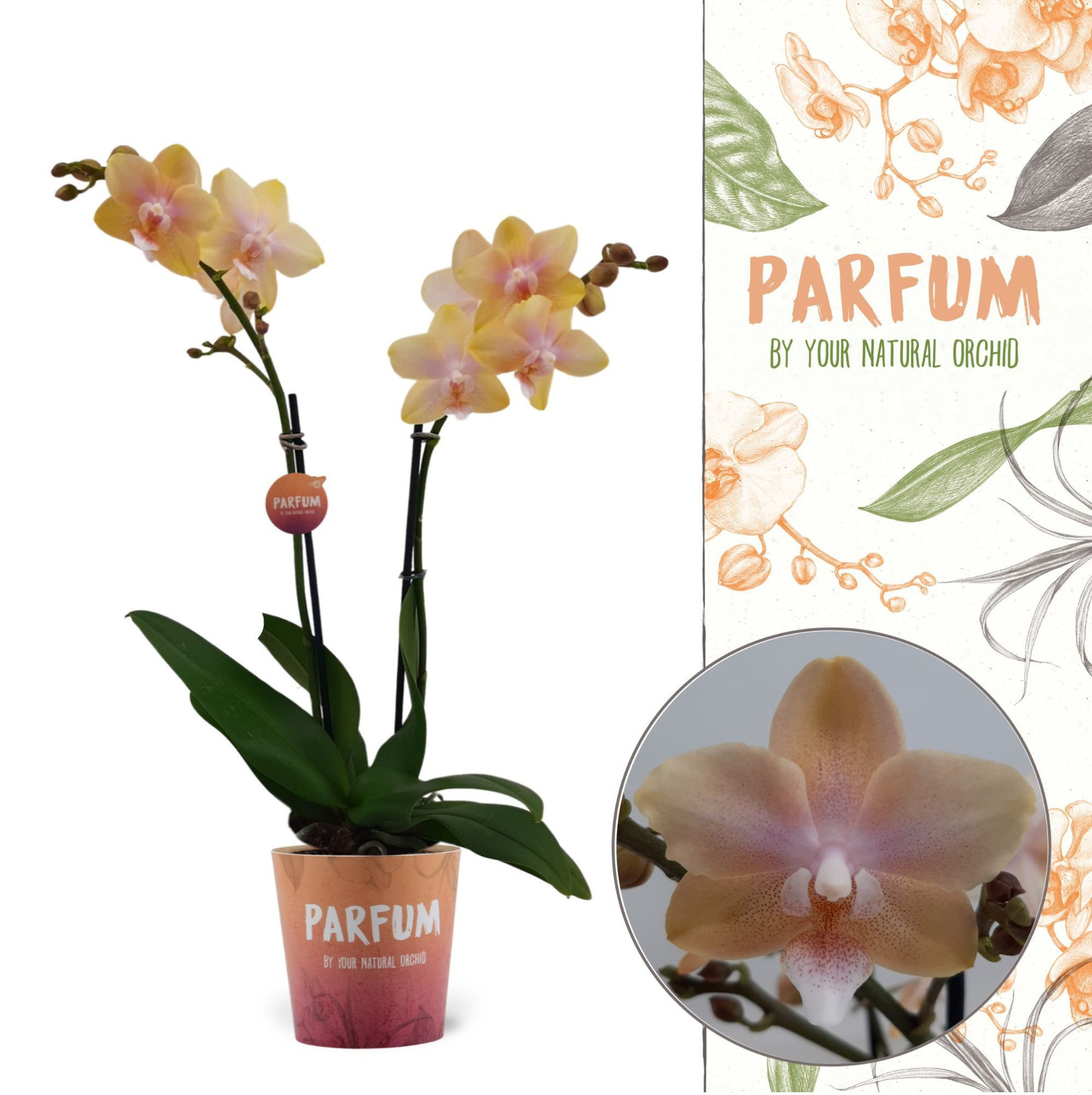 Parfum| Bolgheri Lemon | Phalaenopsis 2 spike, D 12 cm