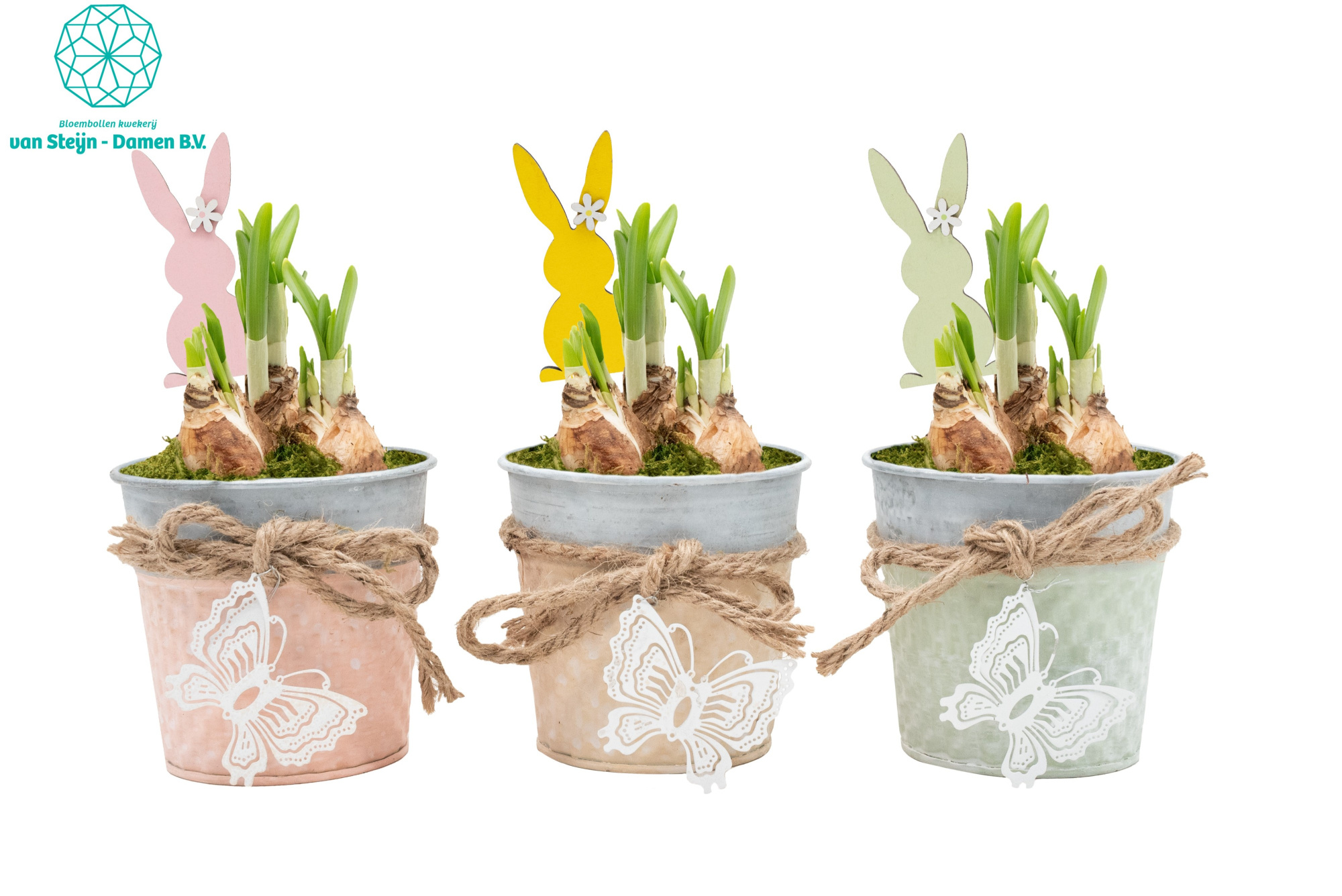 Narcissus 'Bucket Butterfly' (Without Moss), D 10