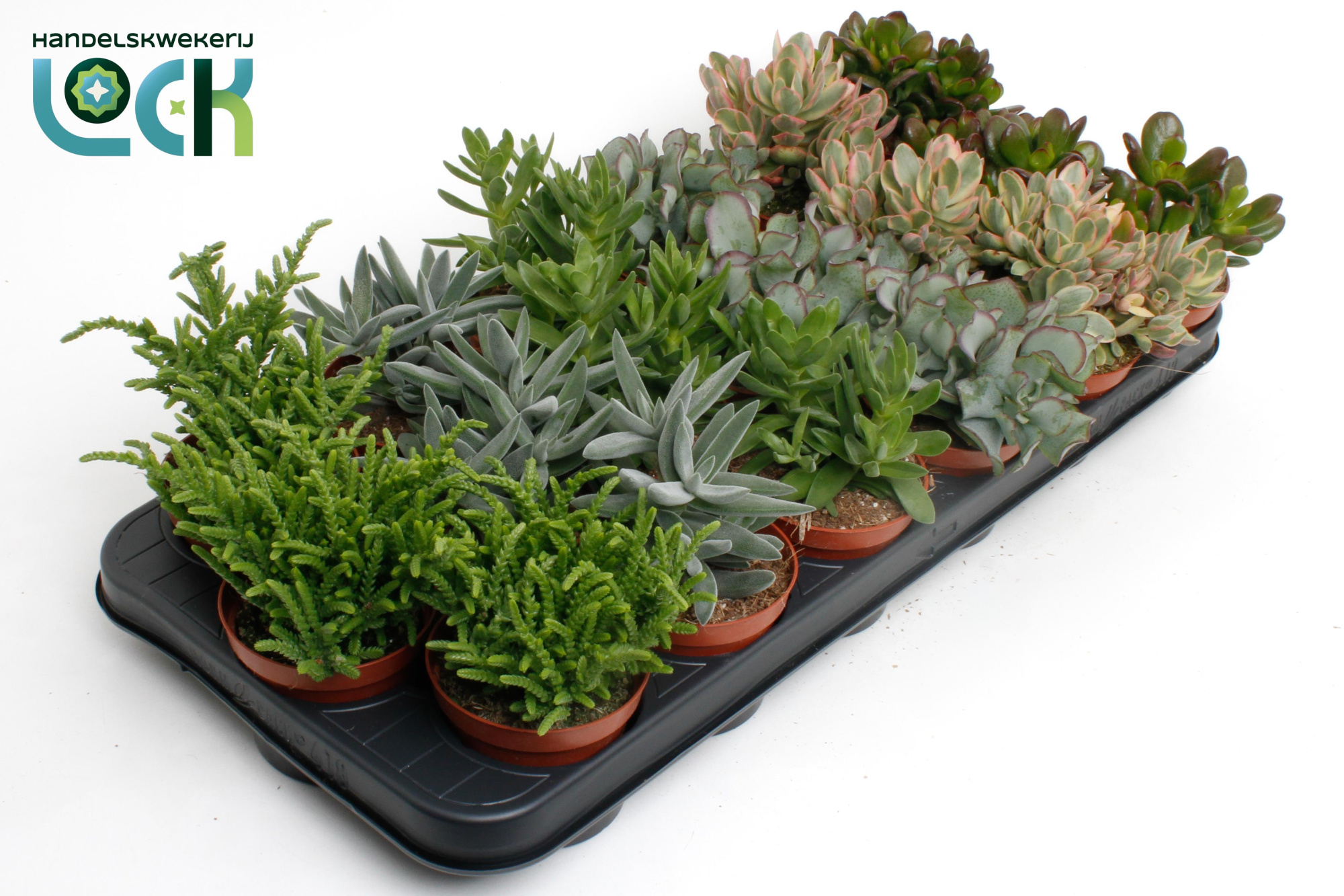 Crassula Mix, D 8,5 cm