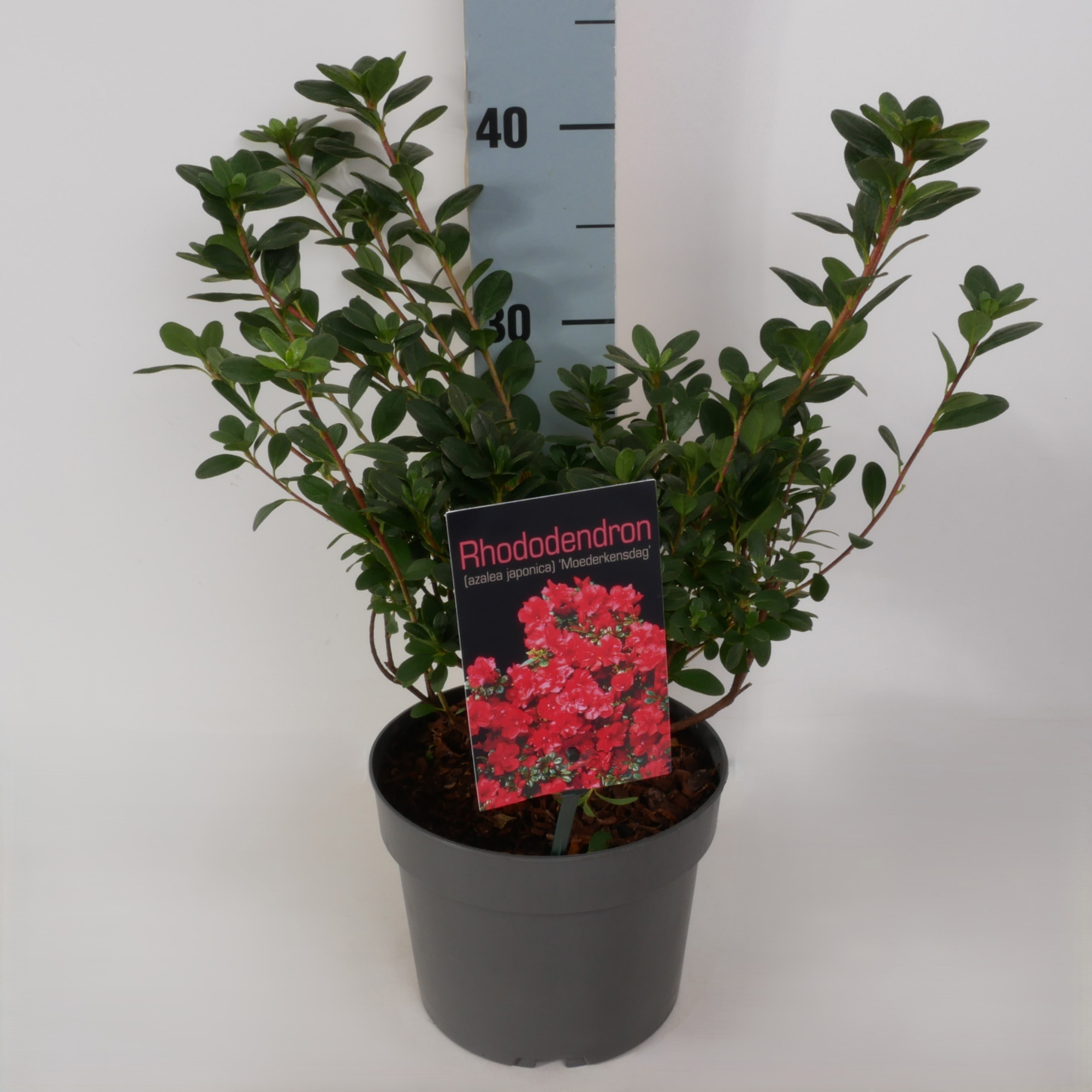 Rhododendron (AJ) 'Moederkensdag' P17, D 17