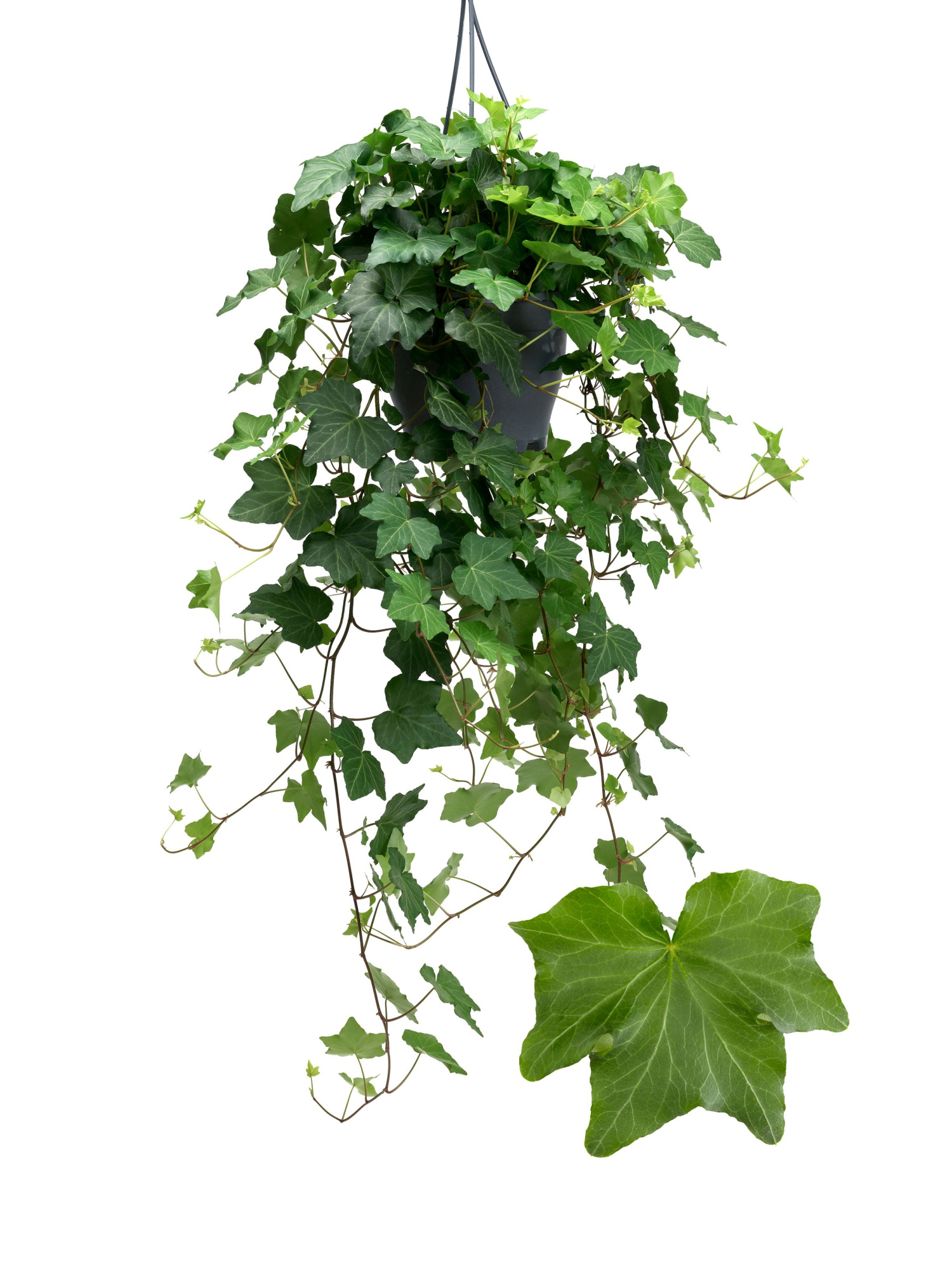 Brigitte 19cm, D 19 cm