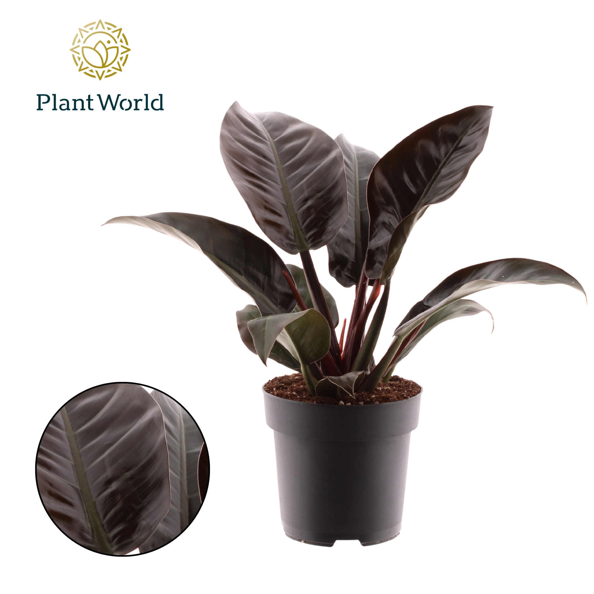 Philodendron Imperial Red, D 19 cm