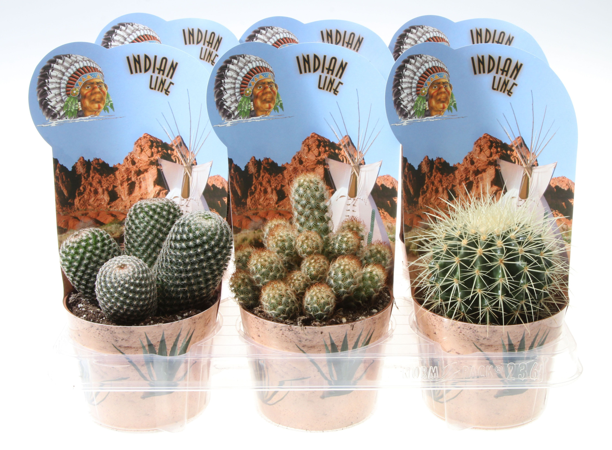 Potcover indian line cactus mix, D 12 cm