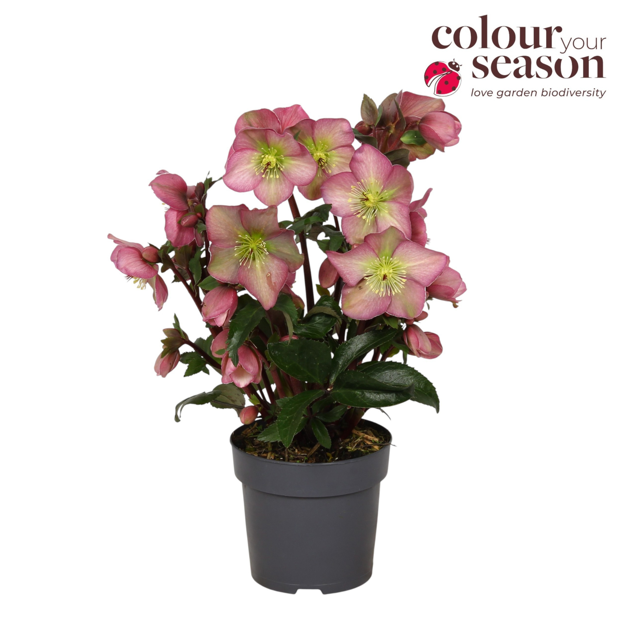 Helleborus Winter Sparkle Pink P15, D 15