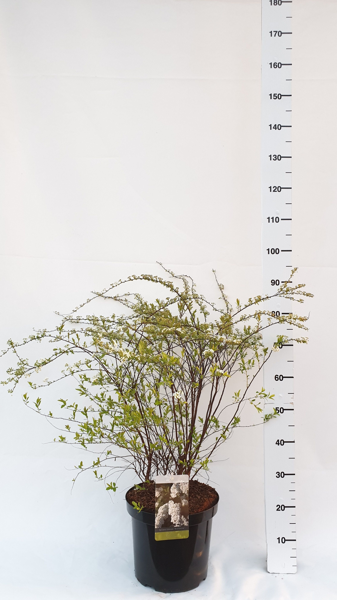 Spiraea cinerea 'Grefsheim', D 30