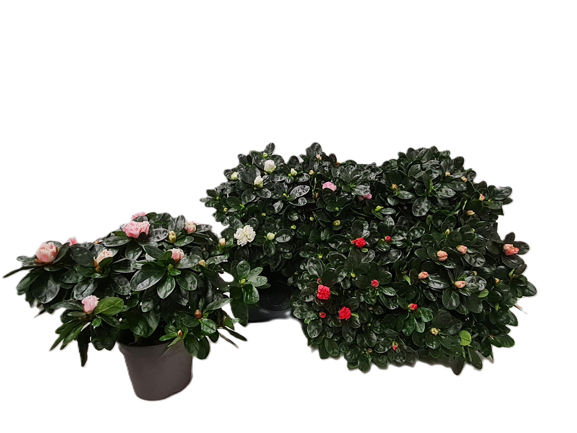 vroege vogels - gekoelde - perfecte bloei, D 14