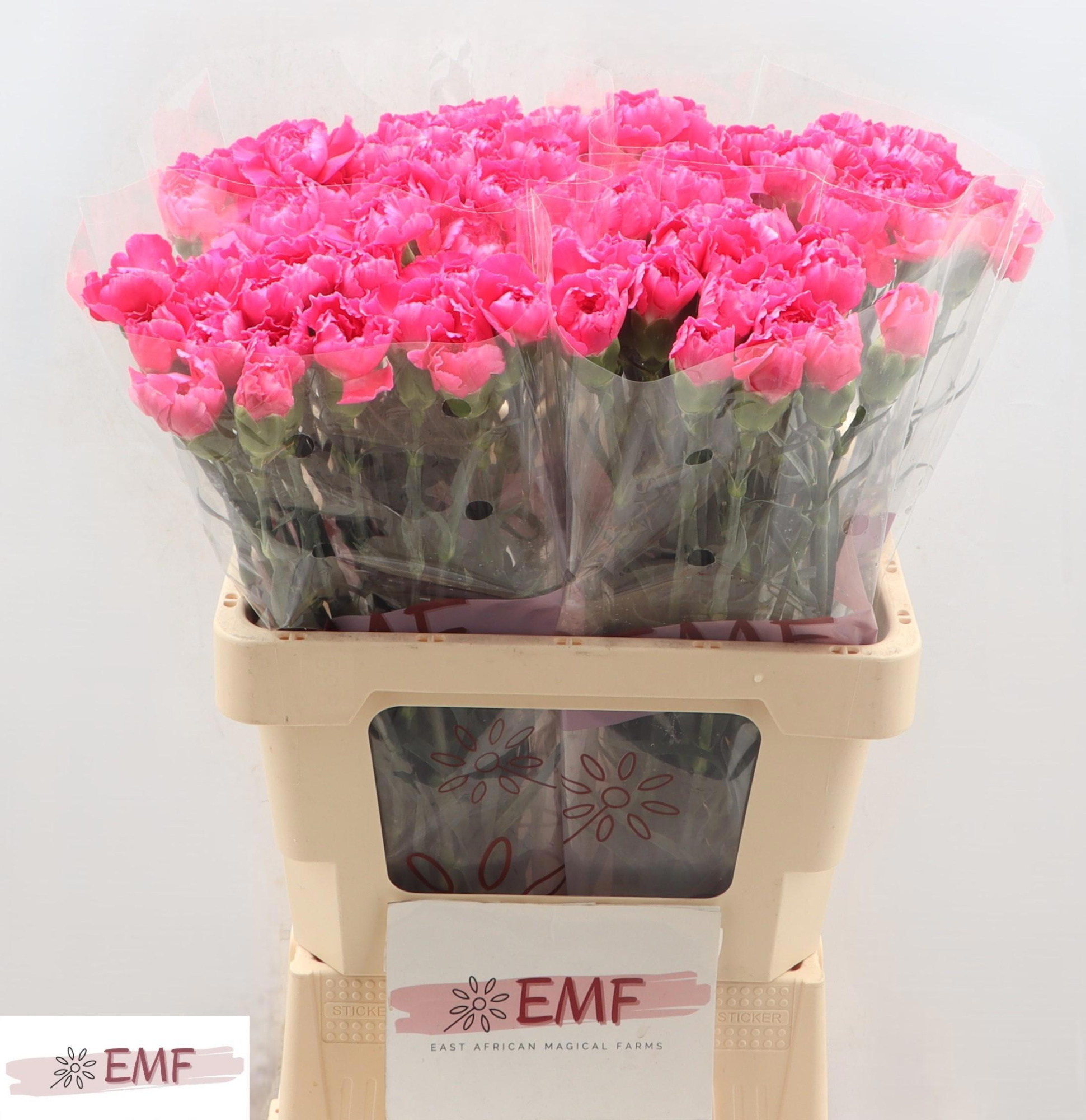 Диантус од. Черри Дамаскус+, шт.