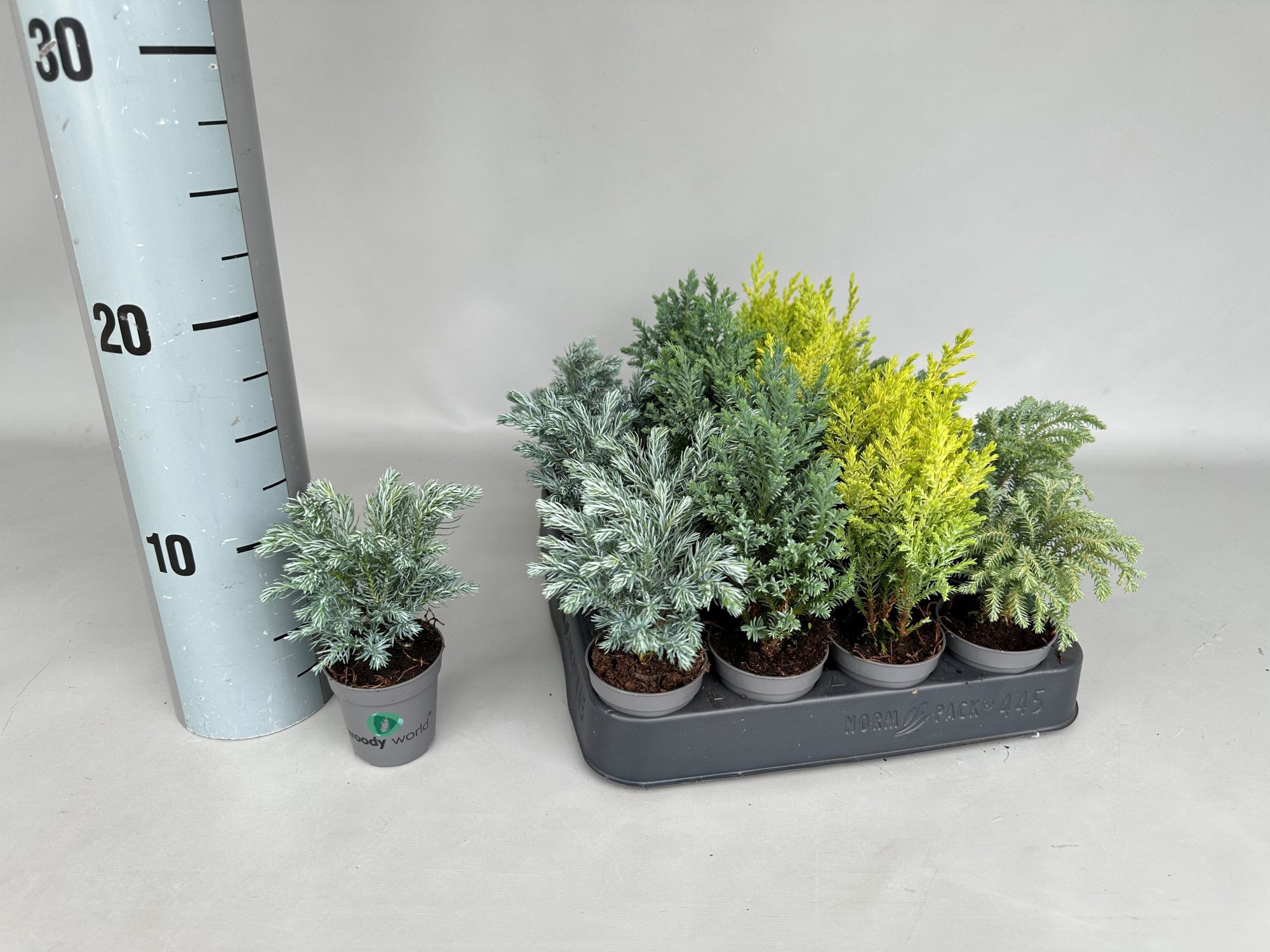 Chamaecyparis Woody World P5,5, D 5,5 cm