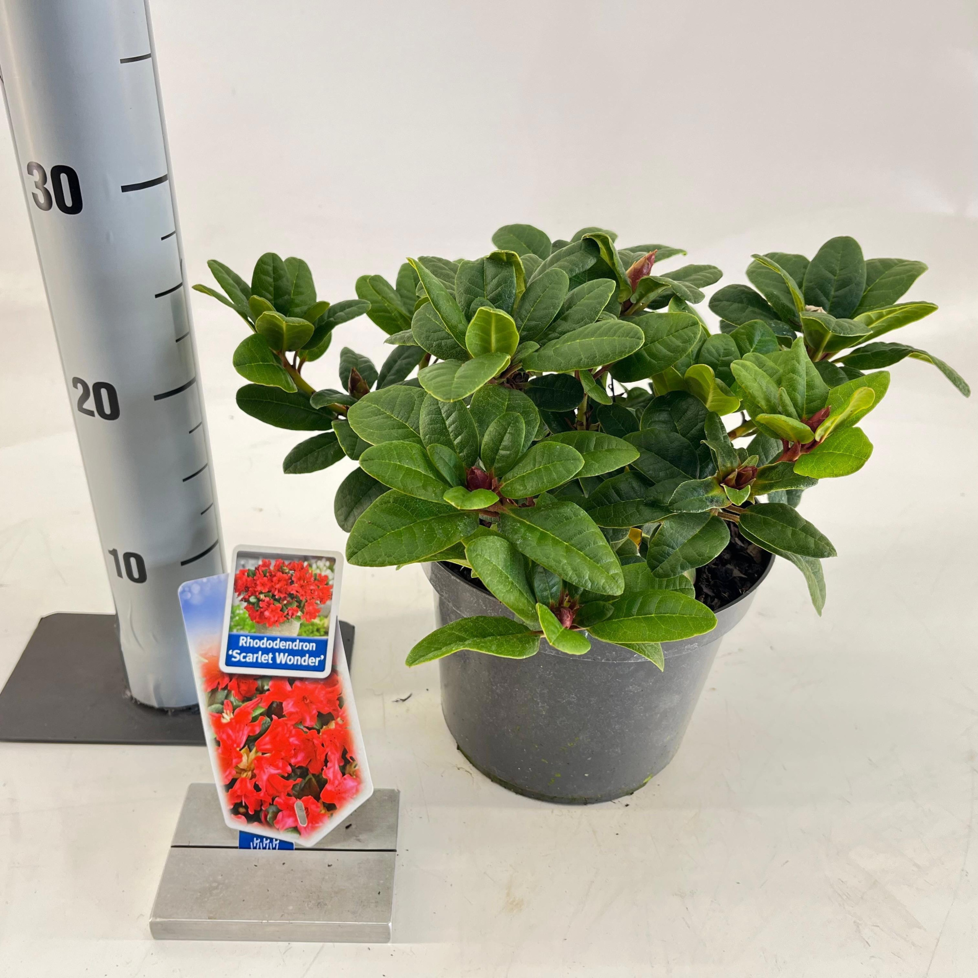 Rhododendron forrestii 'Scarlet Wonder', D 19 cm