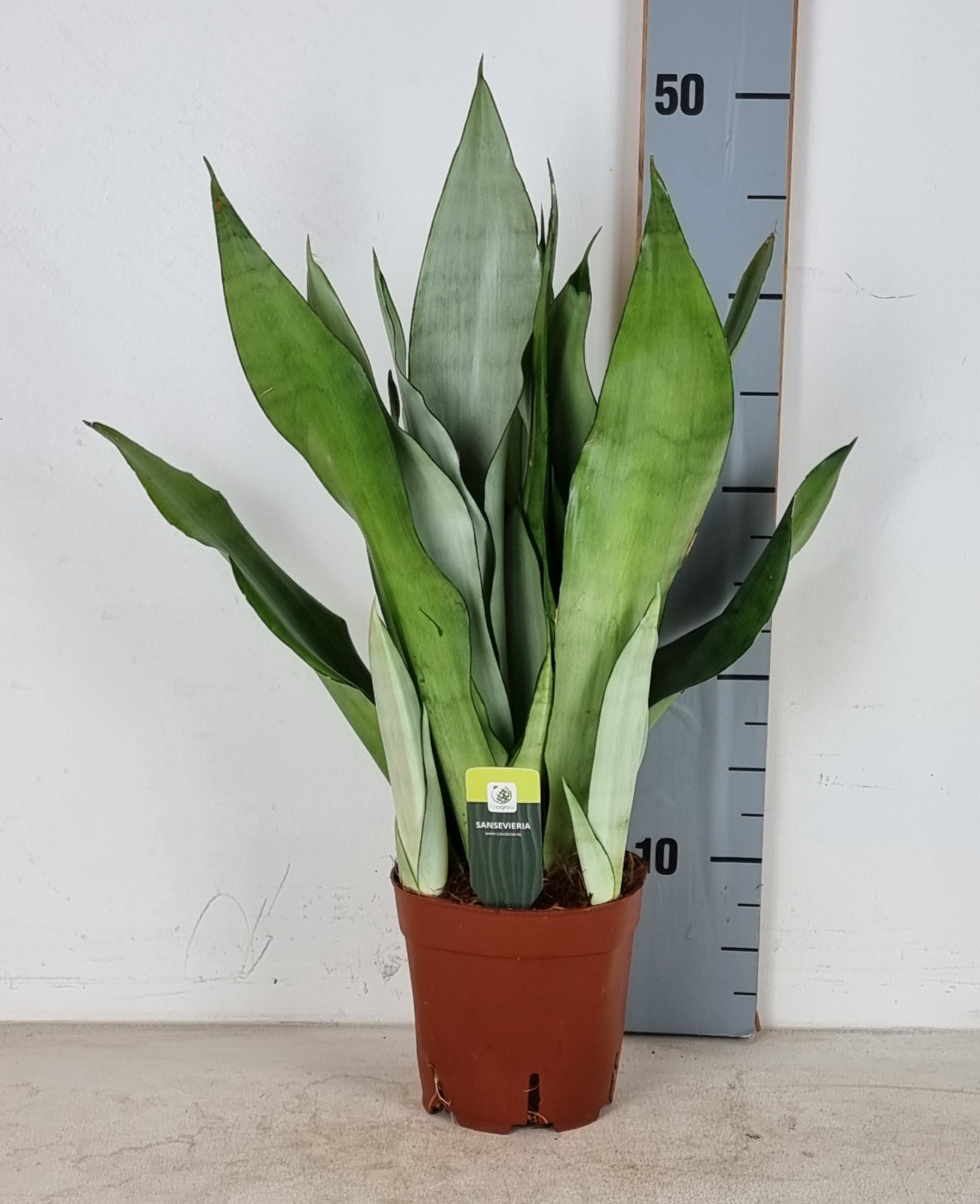 Sansevieria Moonshine 14cm, D 14 cm