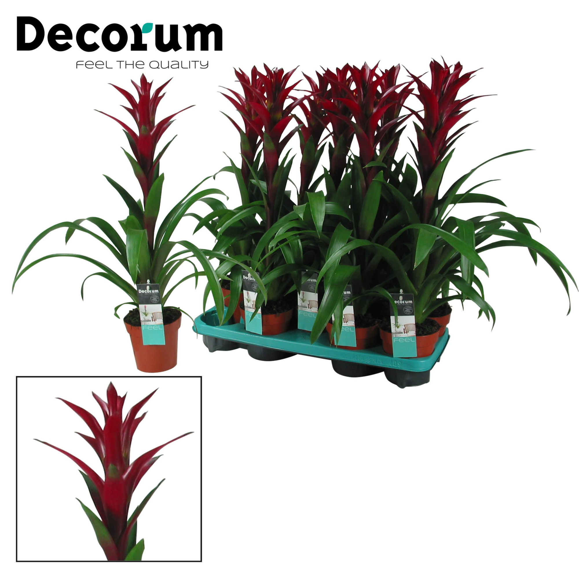 Guzmania Switch (Decorum), D 13 cm