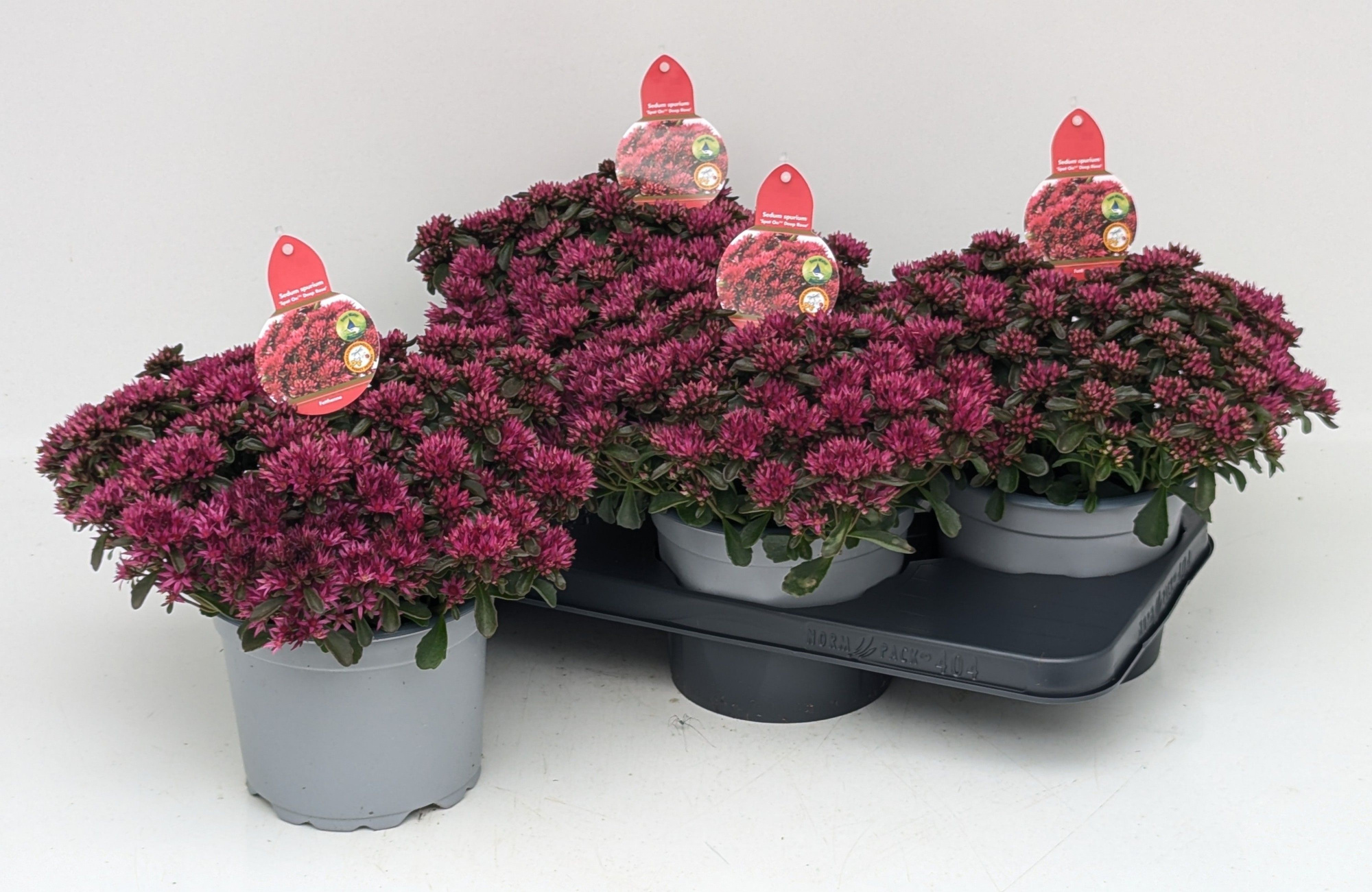 Sedum spurium 'Deep Rose', SPOT ON, donker rosa, D 17