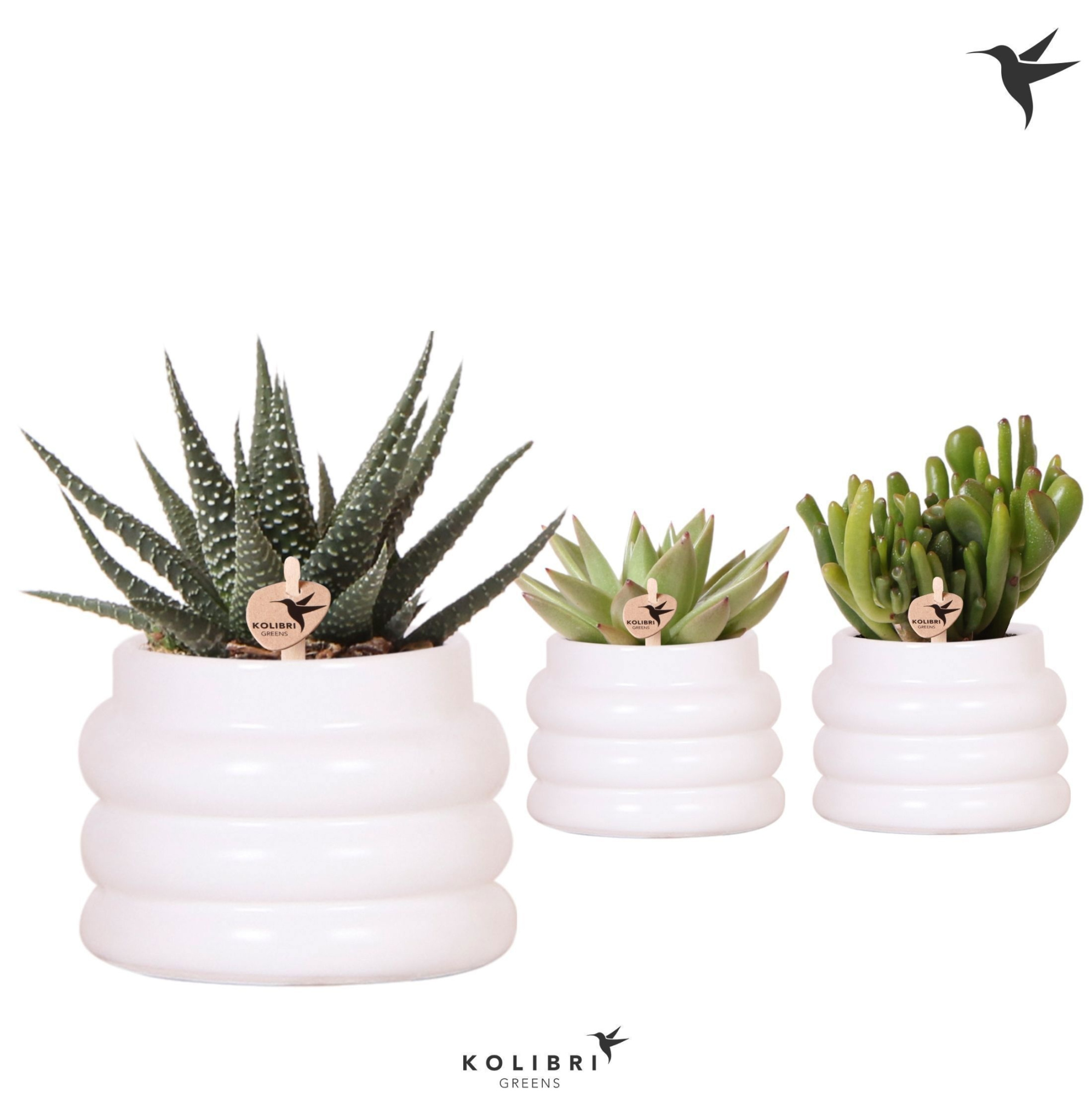 Kolibri Greens Succulenten mix in Bubble pot white, D 6