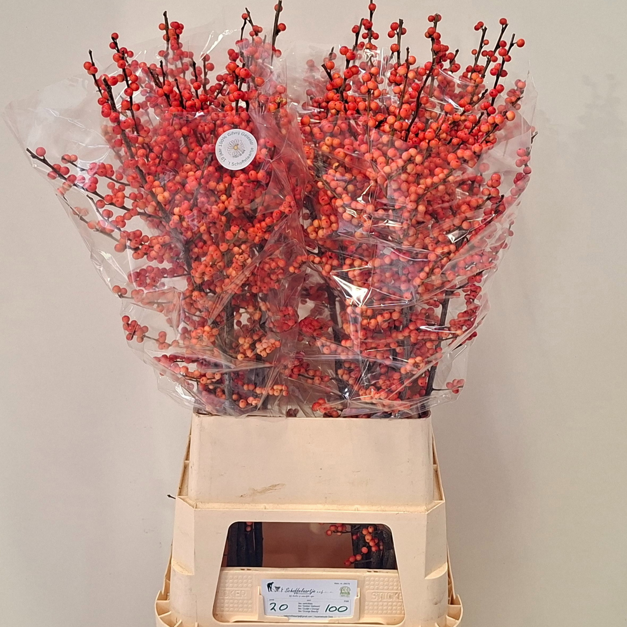 Илекс Аудайкс Оранж 100, шт.