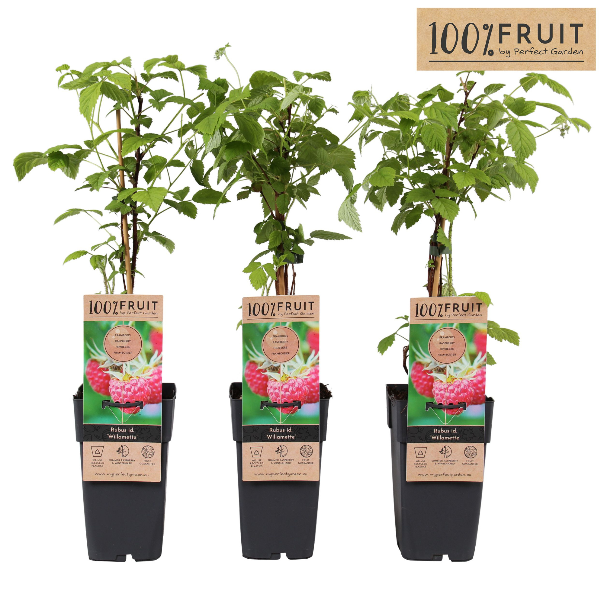 Rubus idaeus Willamette P15, D 15 cm