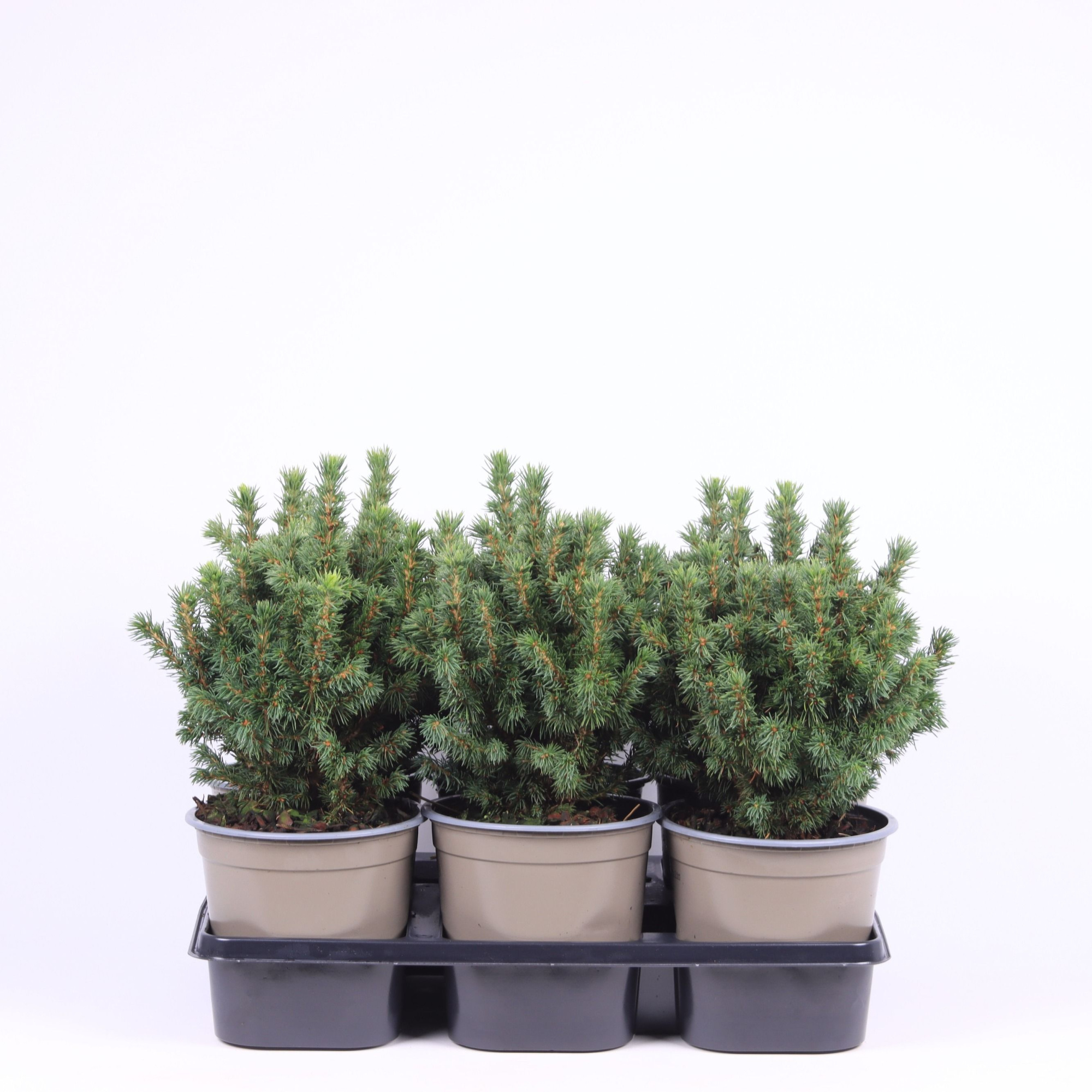 Picea glauca 'Alberta Globe', D 15 cm