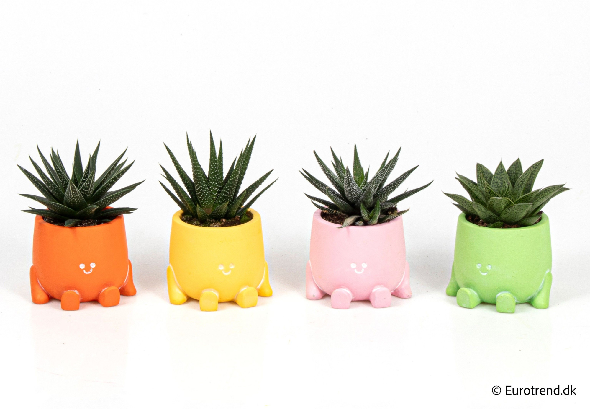 Succulent mix in ceramic - Spring, Summer & Autumn 2025, D 6 cm