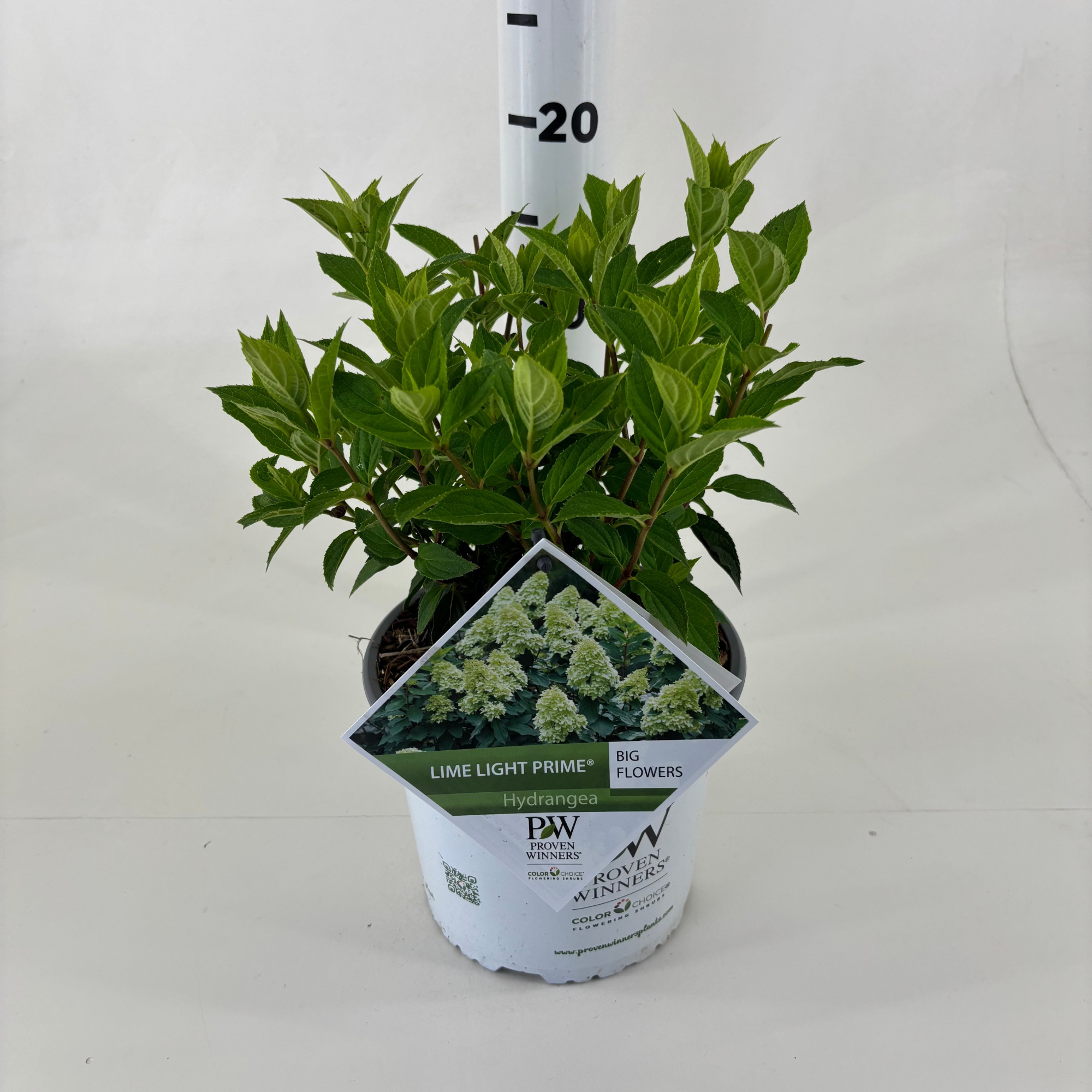 Hydrangea paniculata 'Limelight Prime' ®, D 19 cm