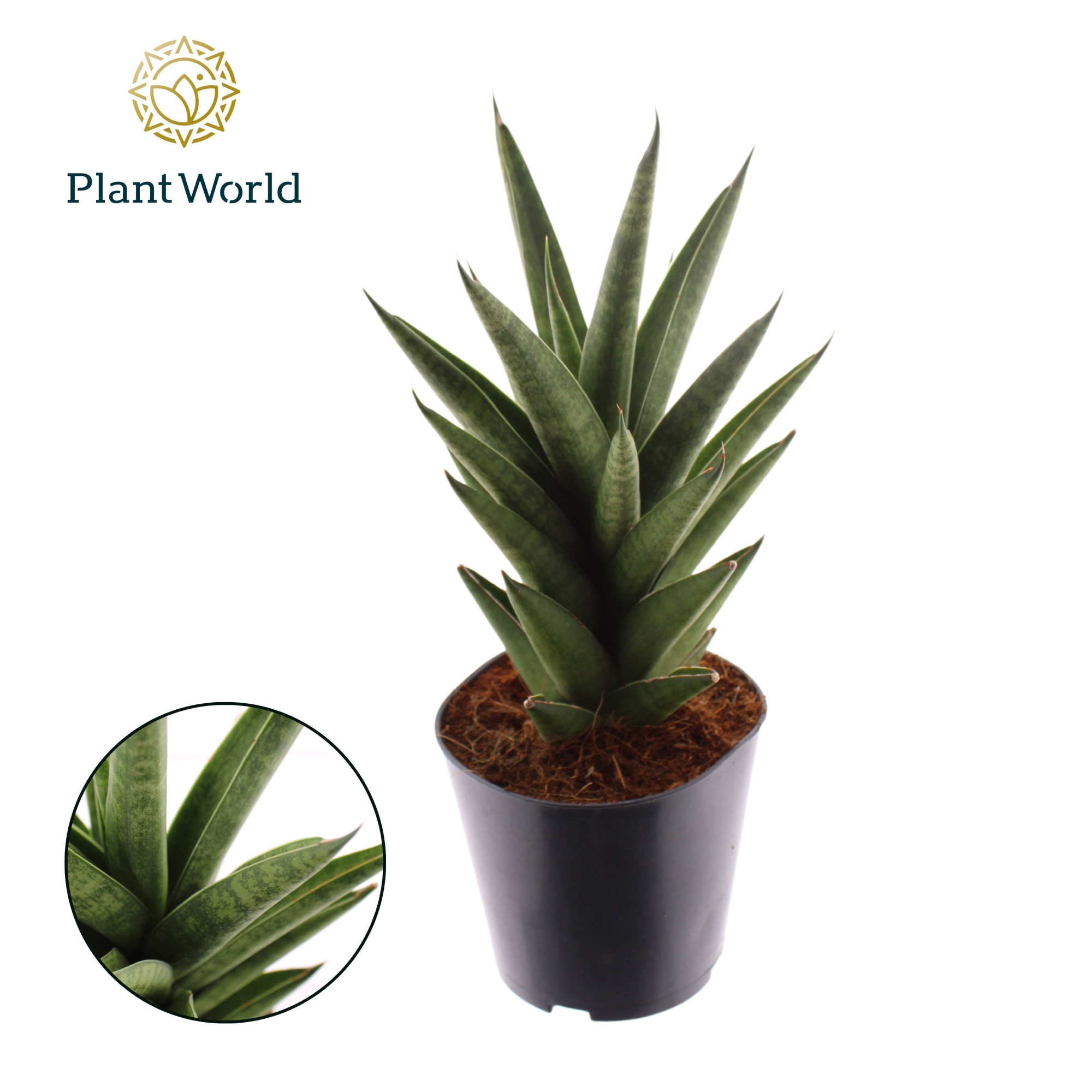 Sansevieria 'Starshooter', D 12 cm