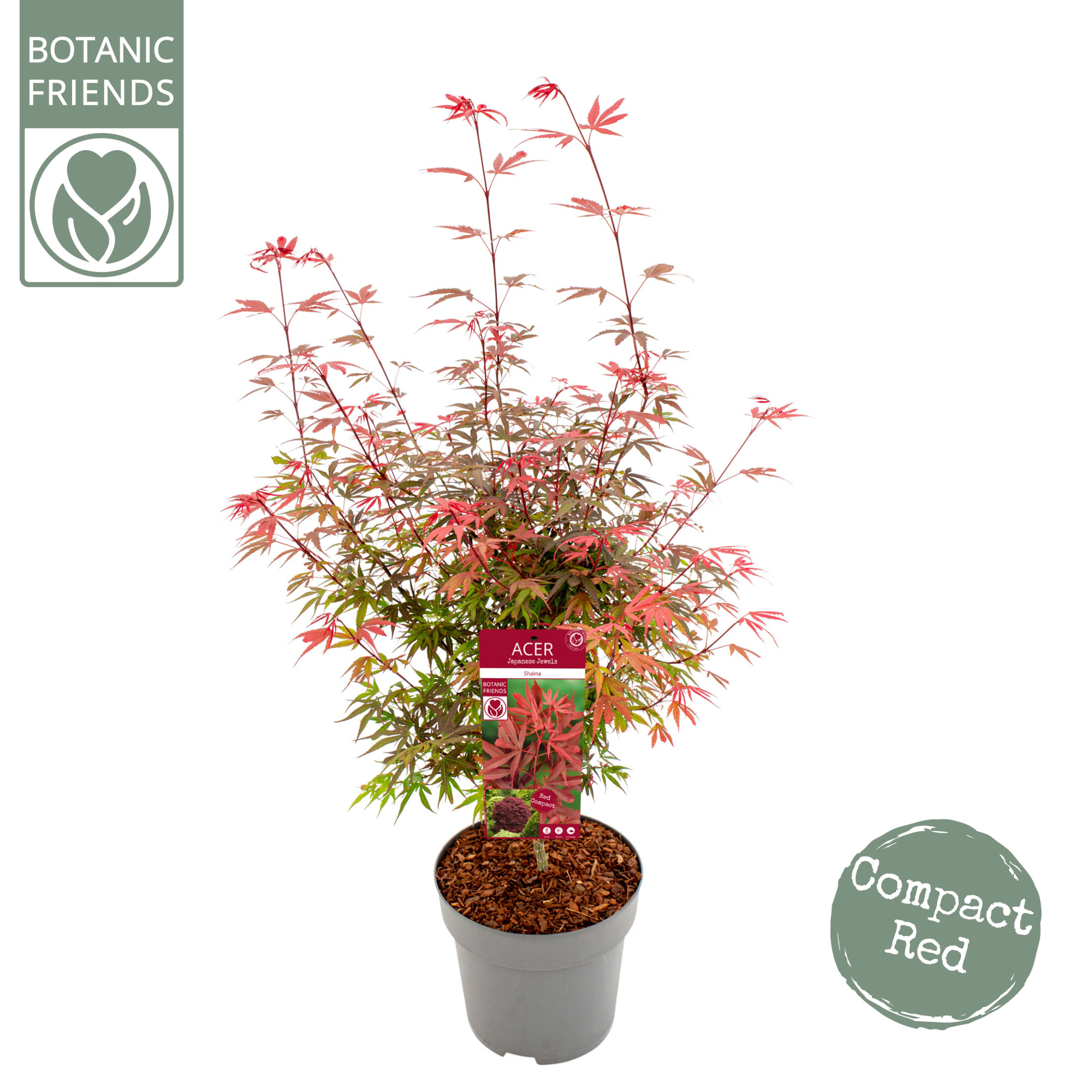 Acer palm. 'Shaina', D 29 cm