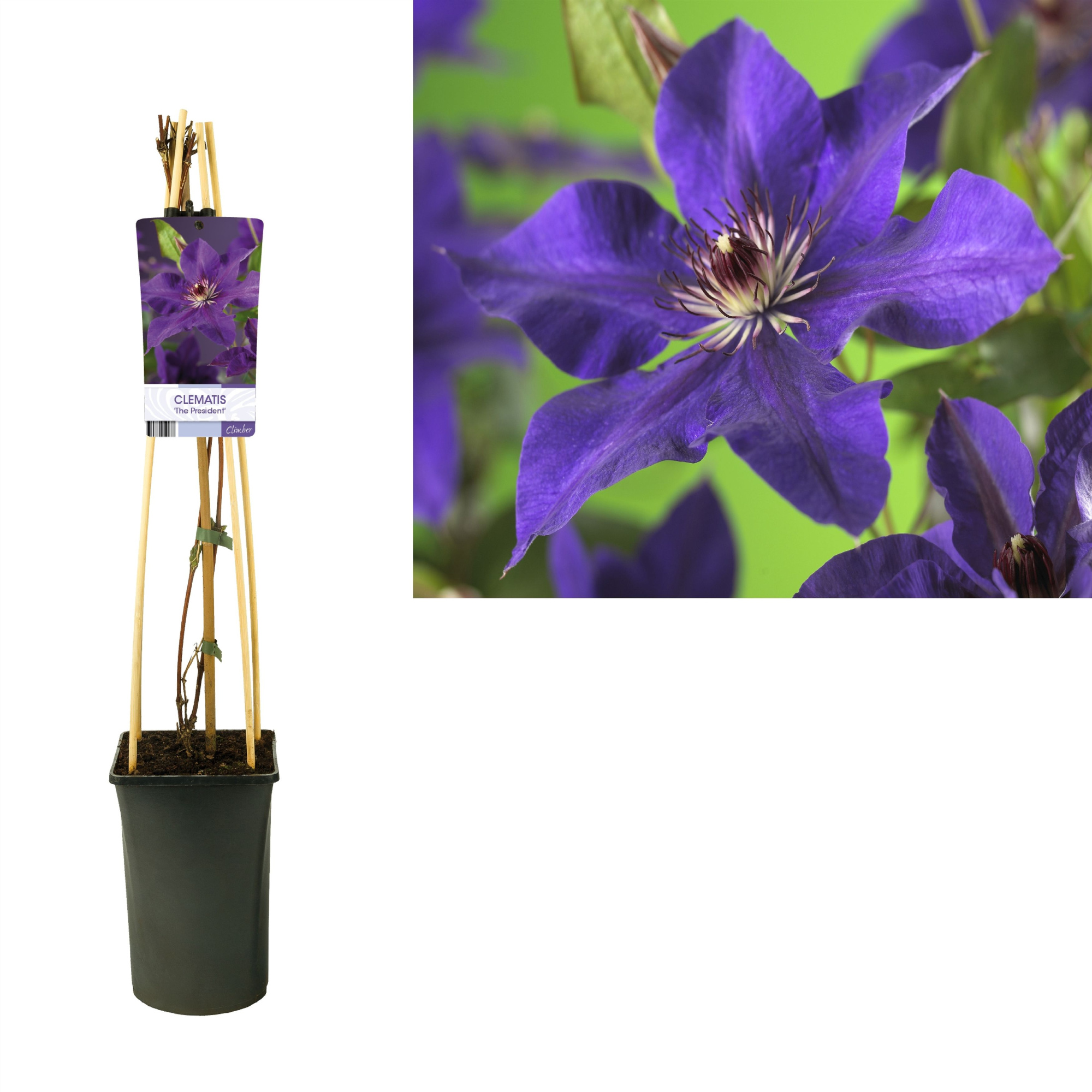 Clematis 'The President' +light label, D 17 cm