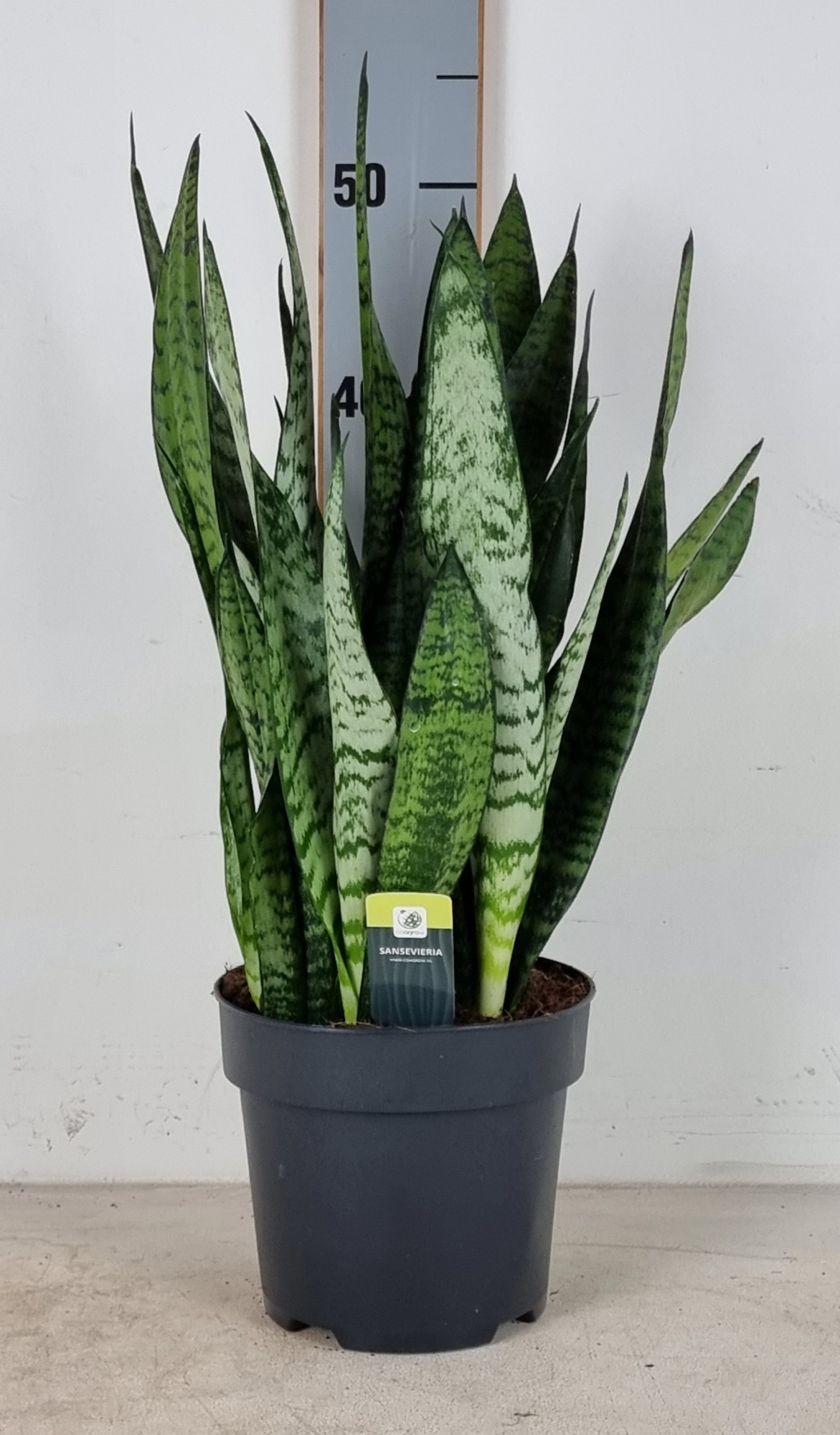 Sansevieria Trifasciata Zeylanica, D 17
