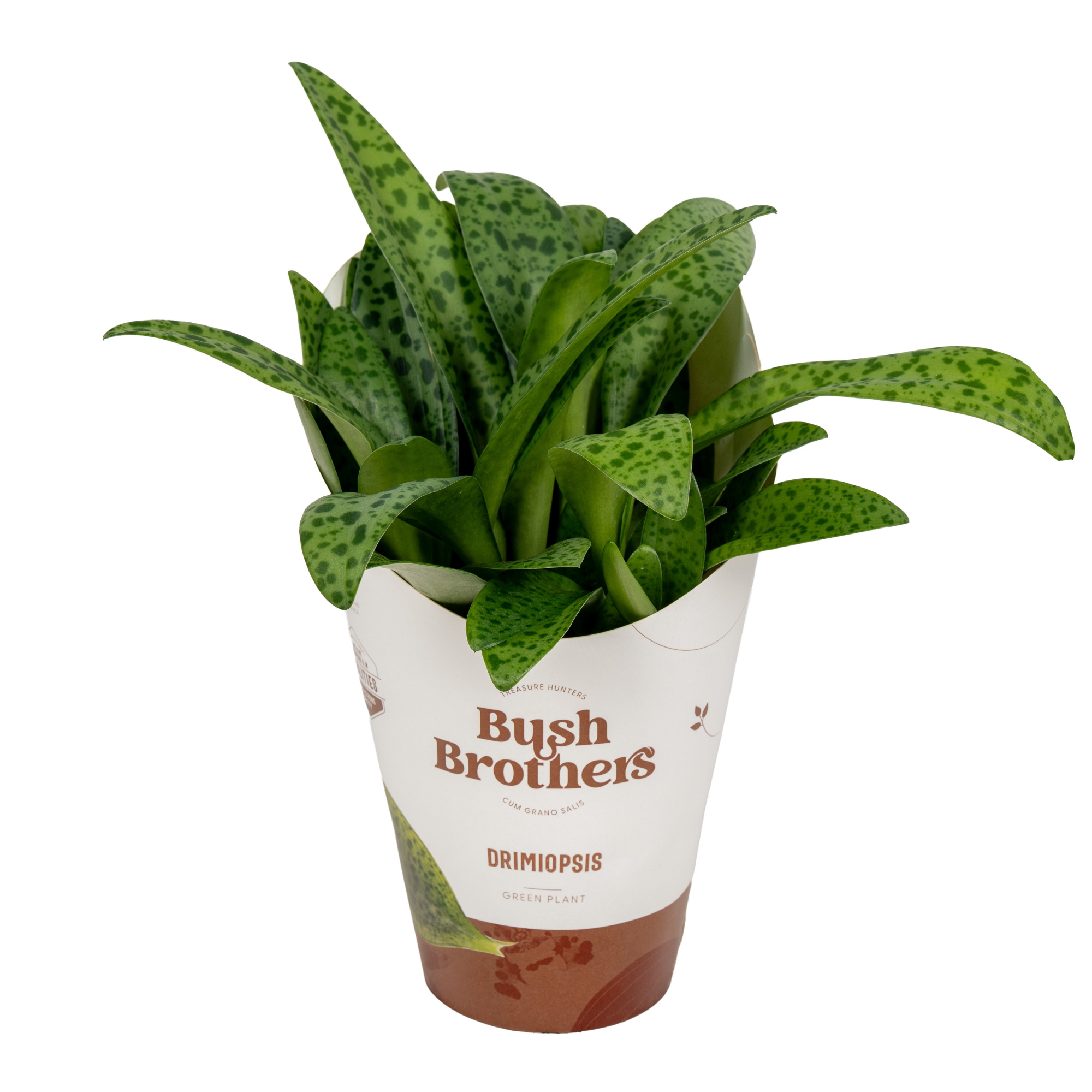 Drimiopsis kirki met potcover, D 12 cm