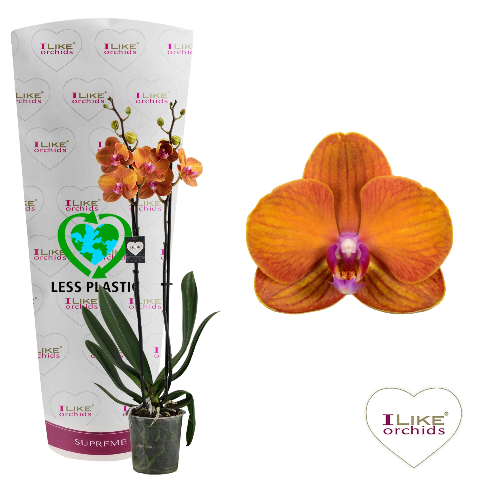 Phalaenopsis Bologna - 2 tak 70cm (Less Plastic), D 12