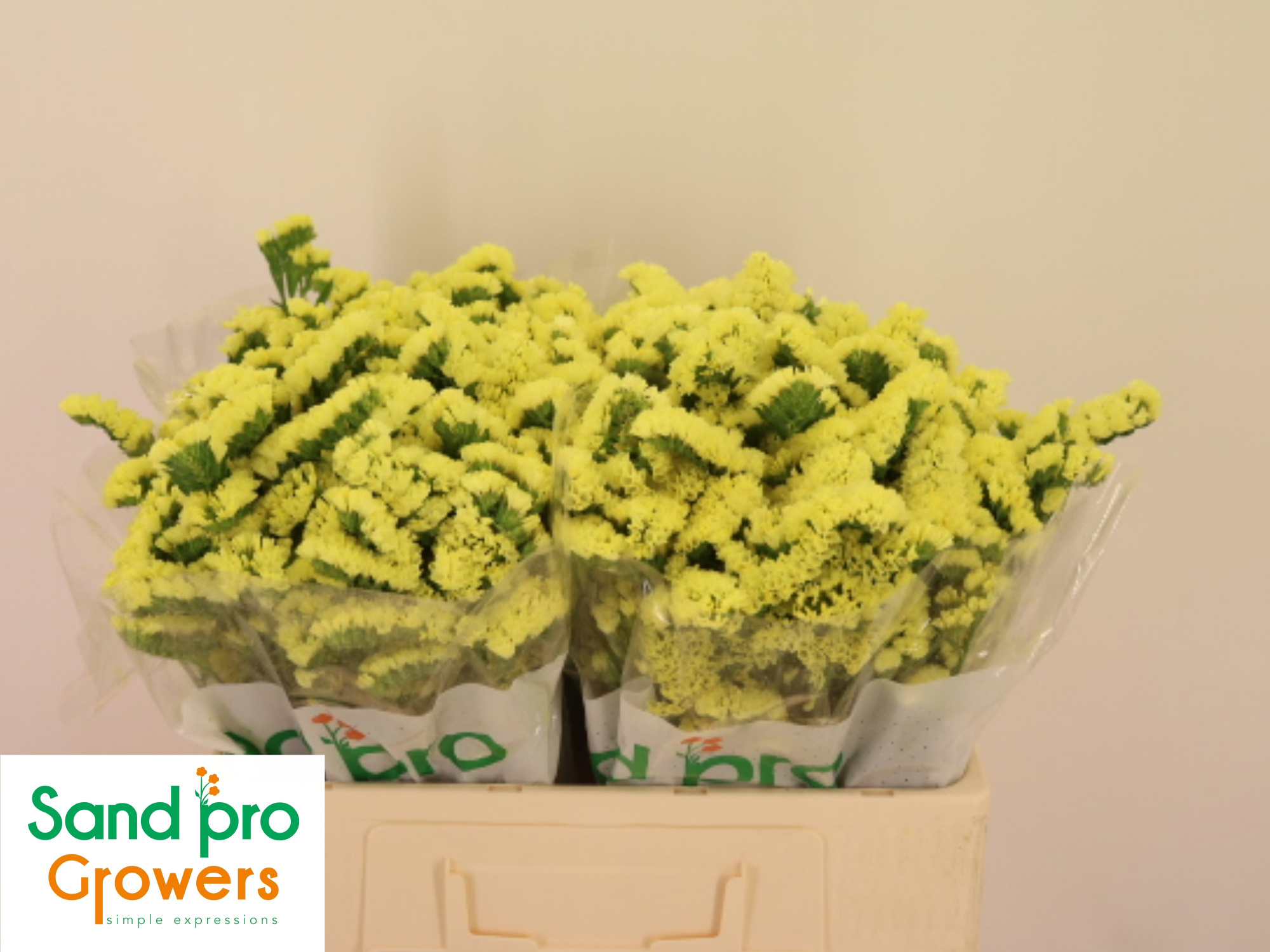 Статица Синует Макс Еллоу 50, шт.