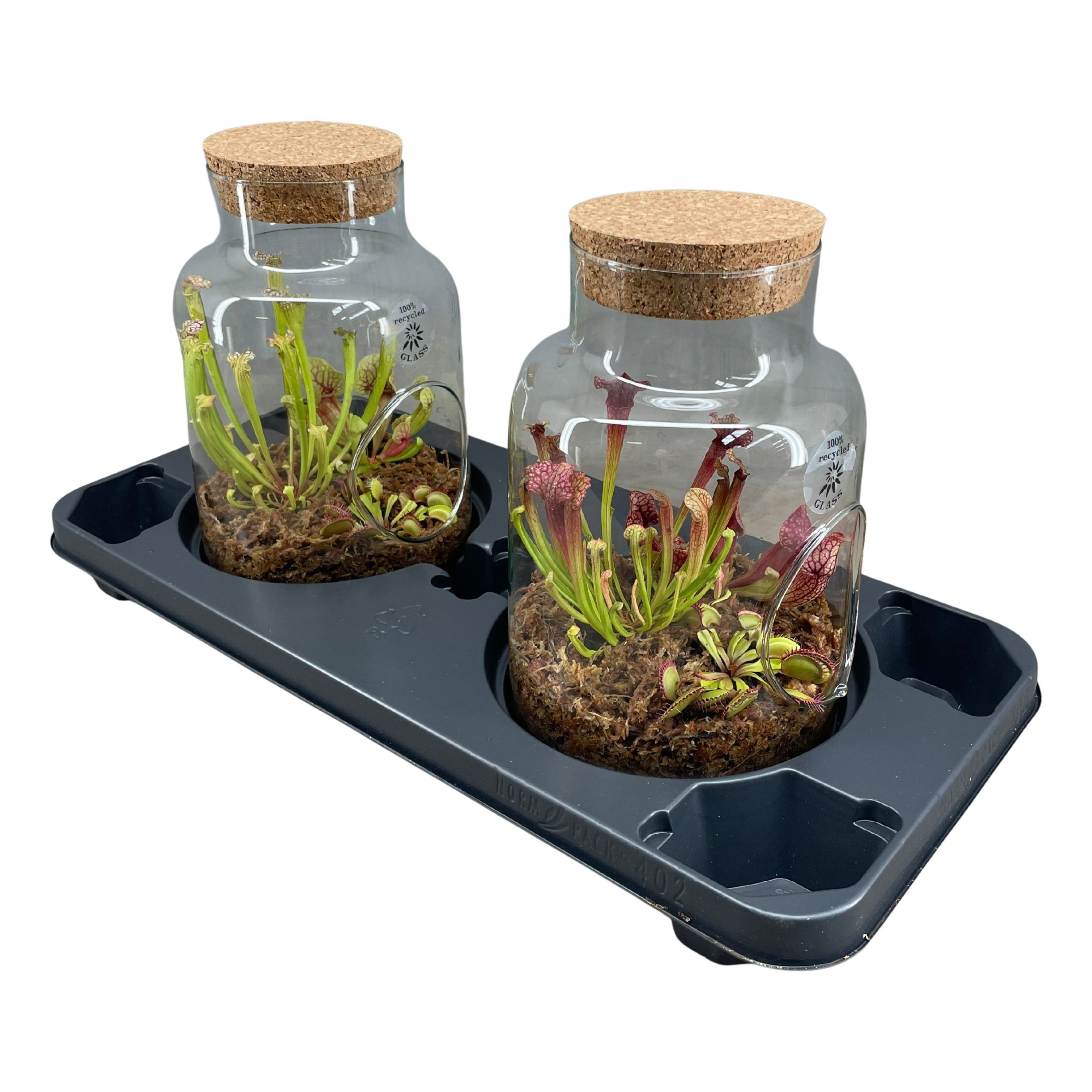 Vleesetende planten in terrarium met kurk, D 17 cm