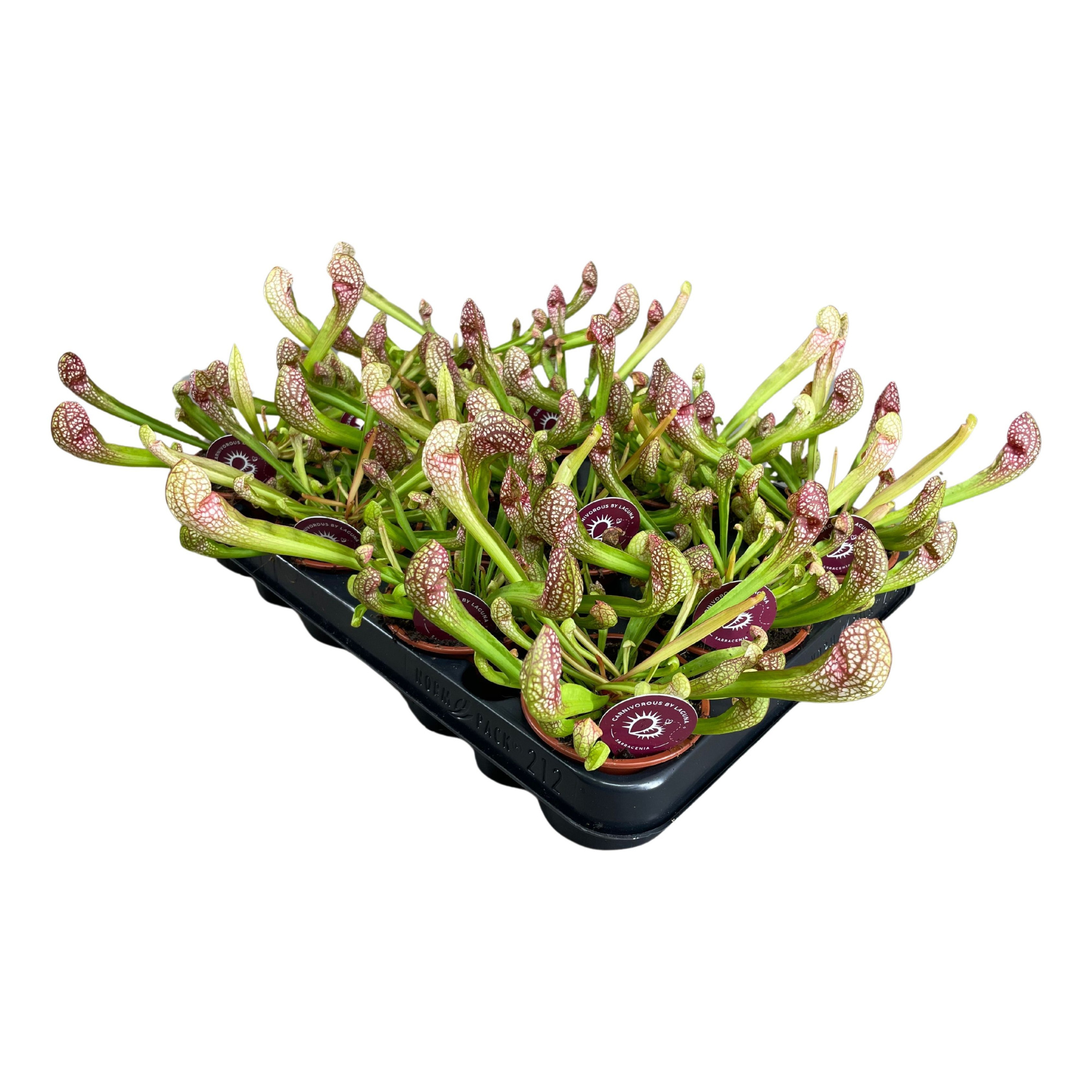 Sarracenia Scarlet Belle 8,5 cm, D 8,5 cm