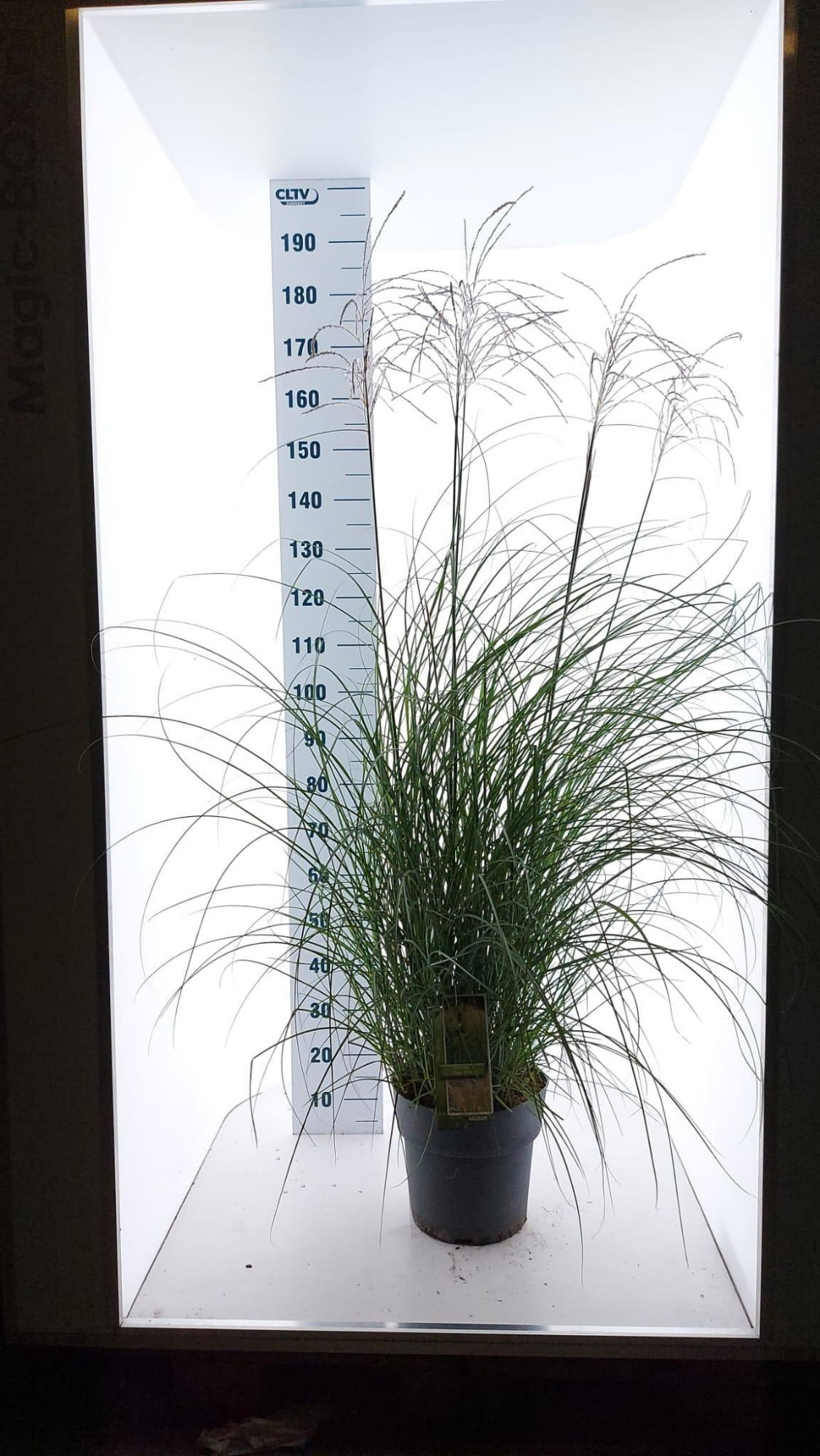 Miscanthus sin. 'Yakushima Dwarf', D 29 cm