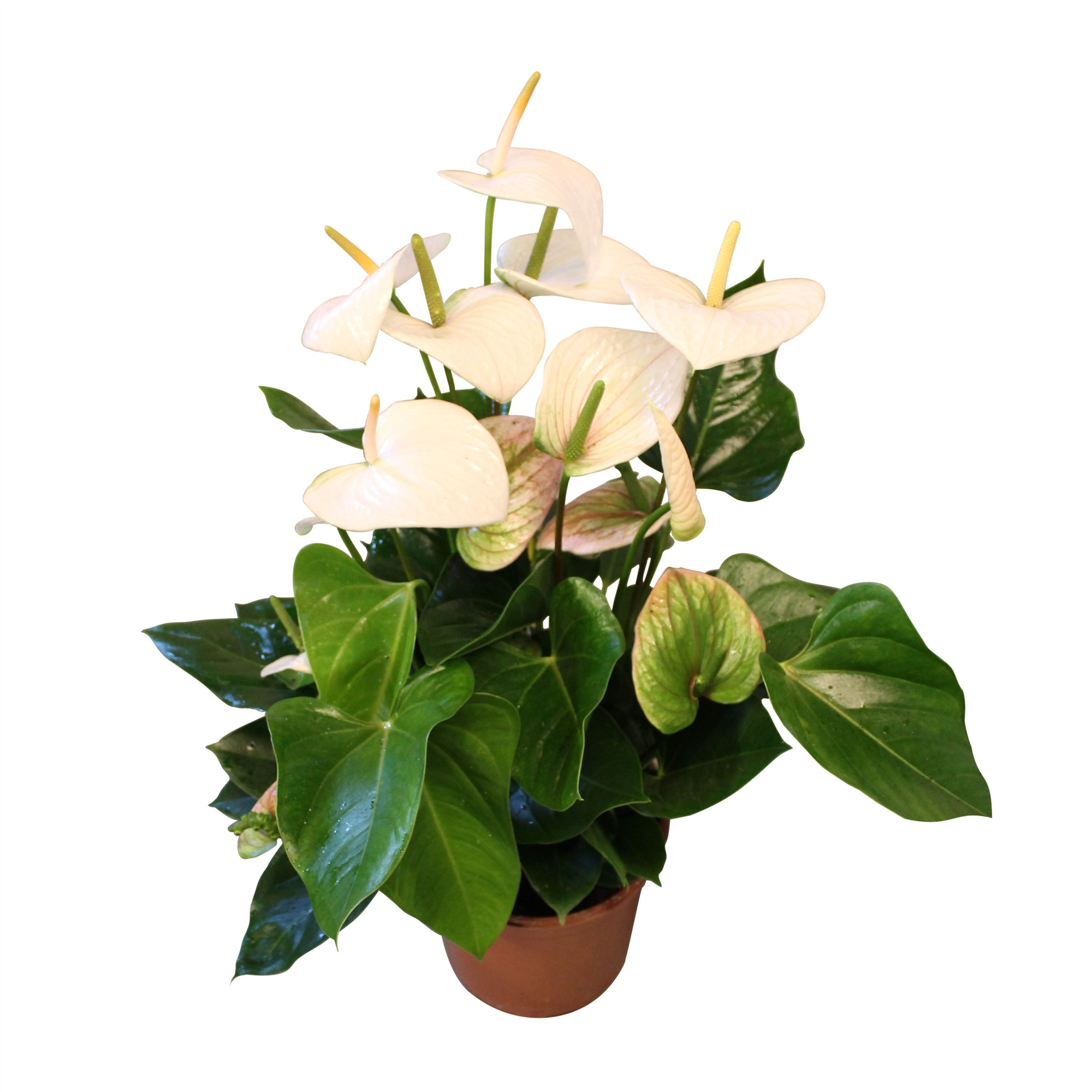 Anthurium XL.70 Aloha White 17cm, D 17 cm